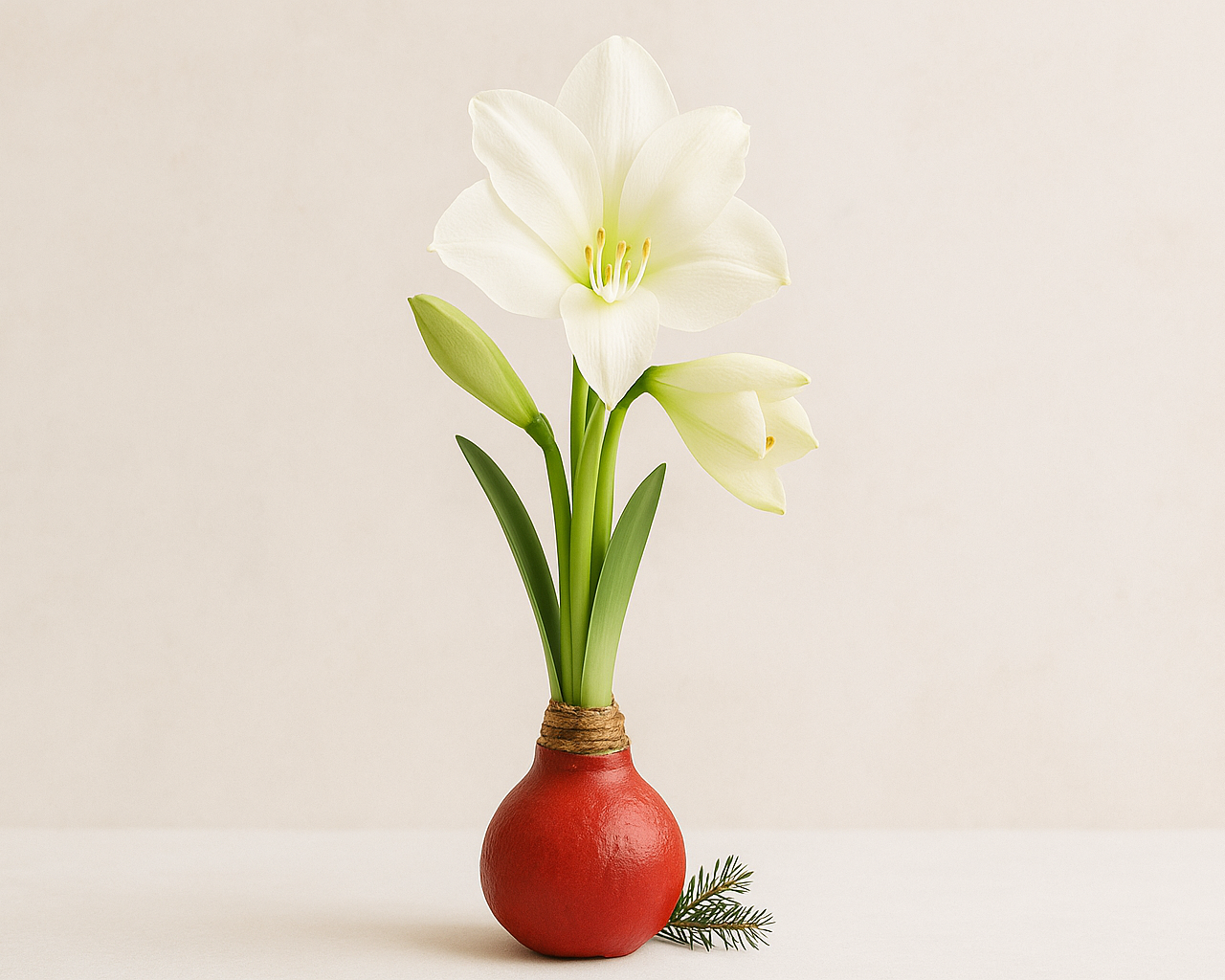 Waxed amaryllis bulb with red wax coating and tall green stems in bloom with elegant white trumpet-shaped flowers.