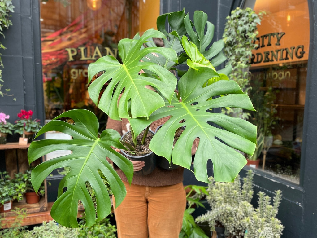 Care Guide: Monstera Deliciosa  grow urban.