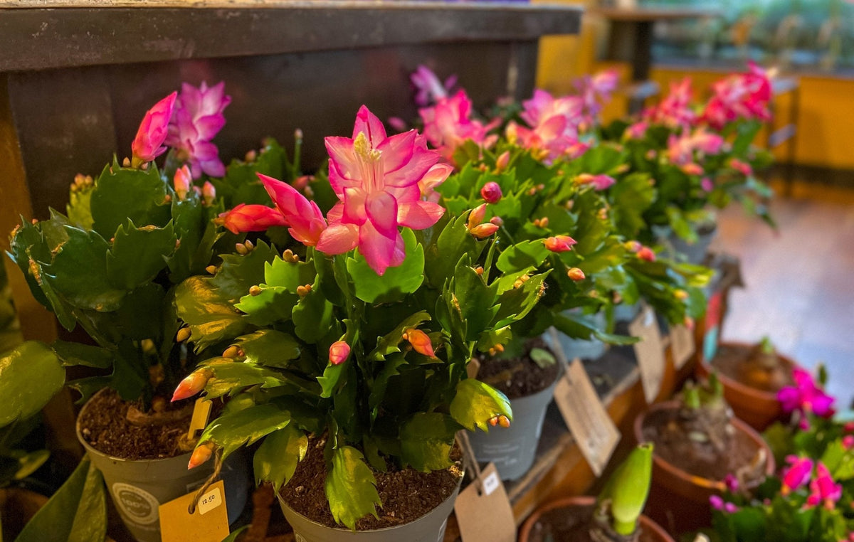 Care Guide: Schlumbergera Christmas Cactus - grow urban.