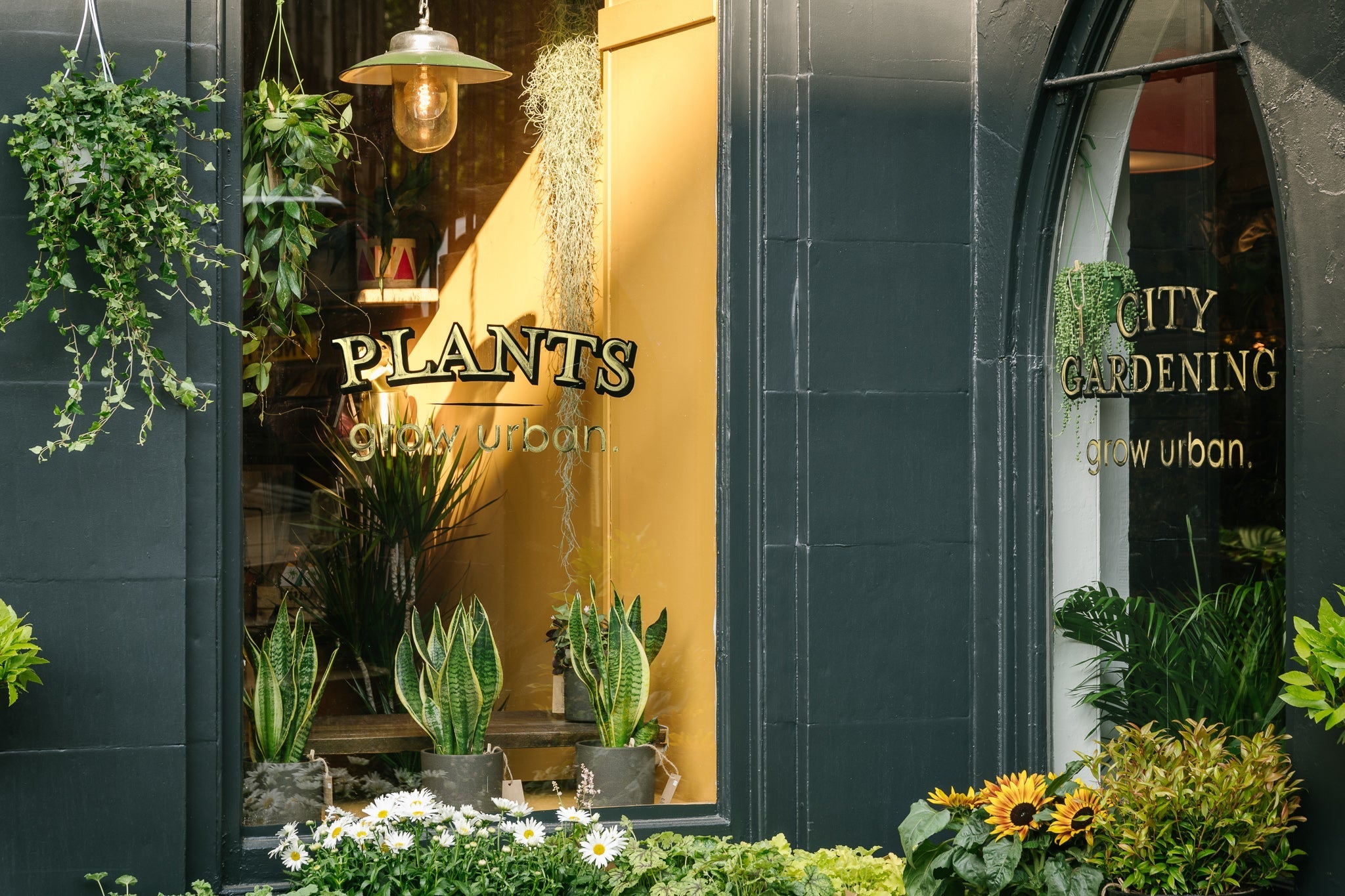 Caring for your houseplants in a heatwave - grow urban.