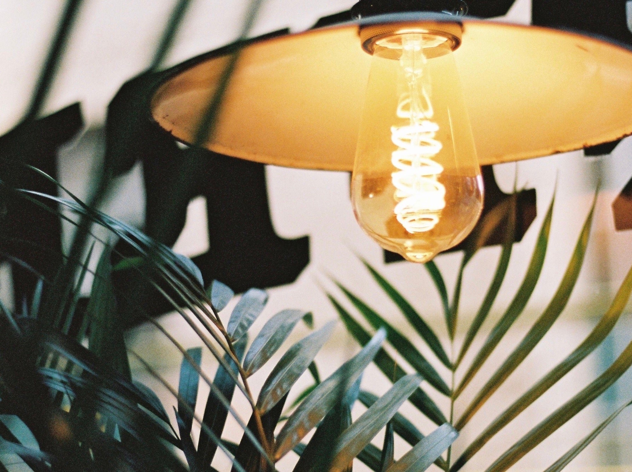 Do Houseplants Sleep at Night? How Plants Recharge & Help You Sleep