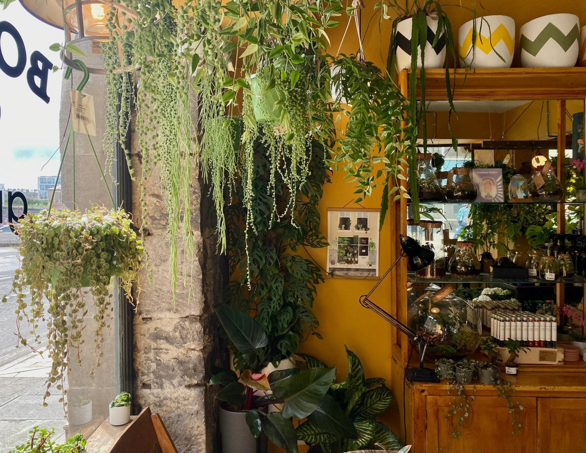 Holiday Plant Care guide - grow urban.