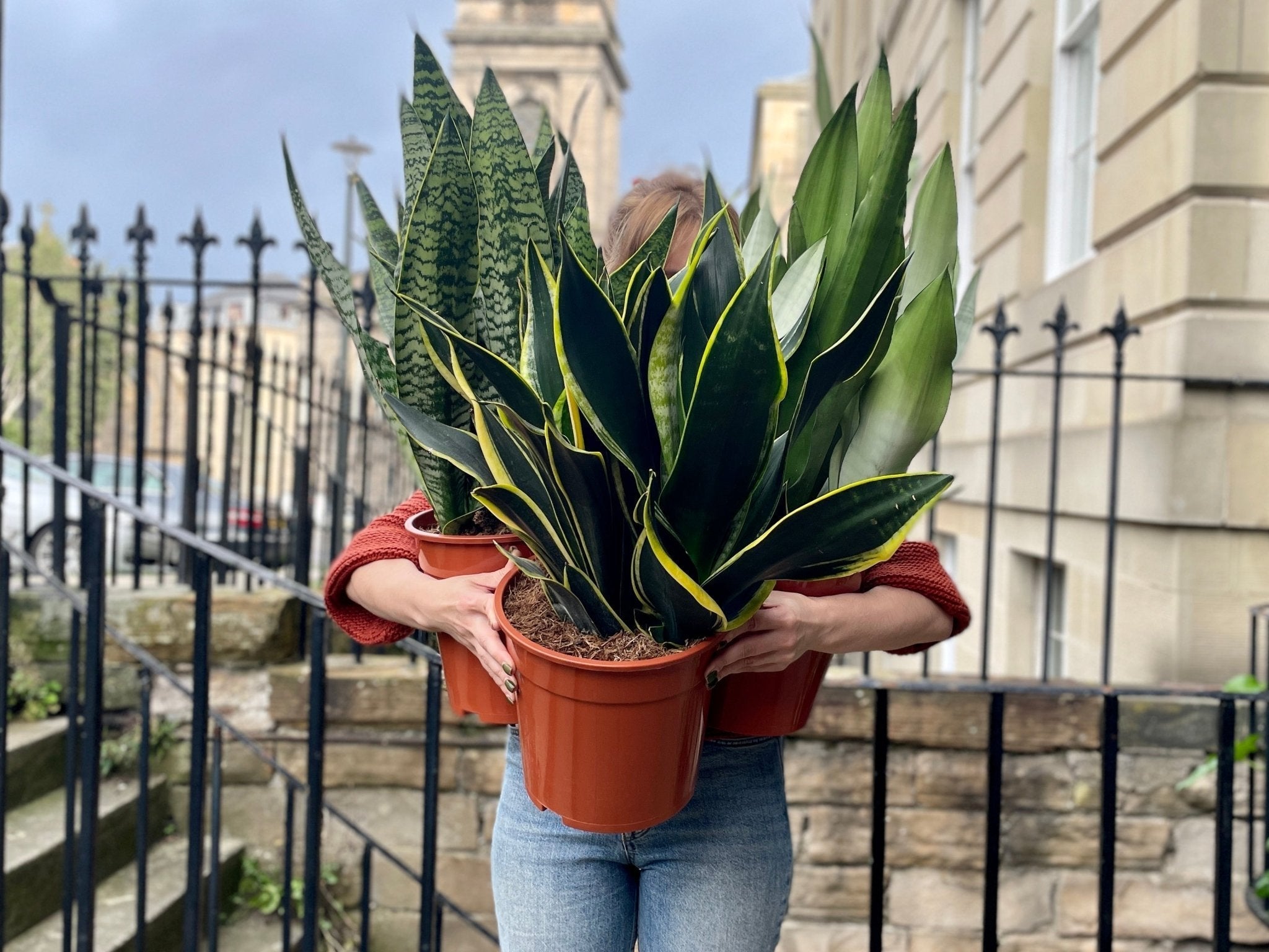 How to Care for Sansevieria - grow urban.