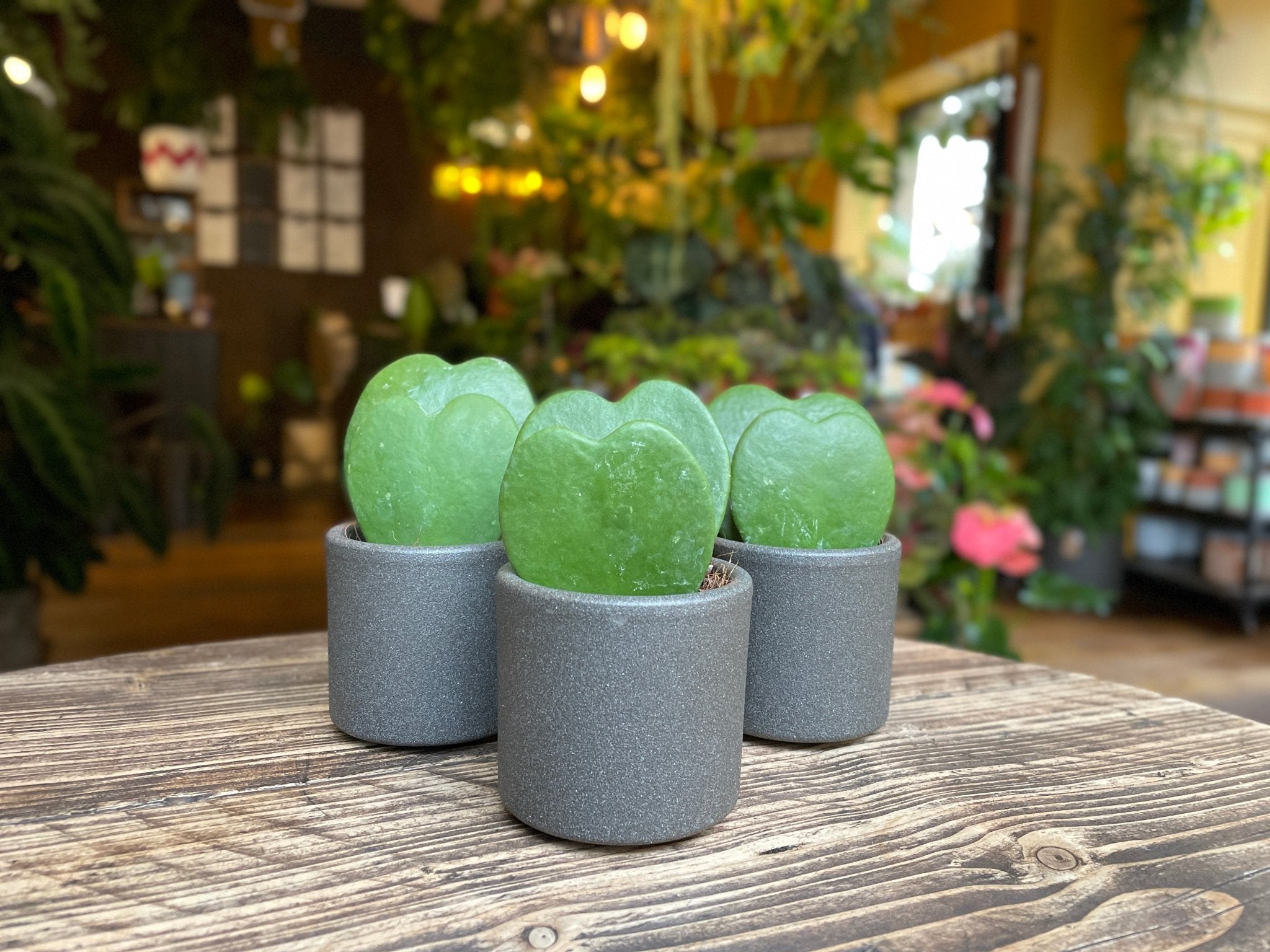 Hoya kerrii plants on display in grey plant pots. 