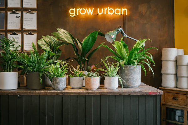 Pet Friendly Plants - grow urban.