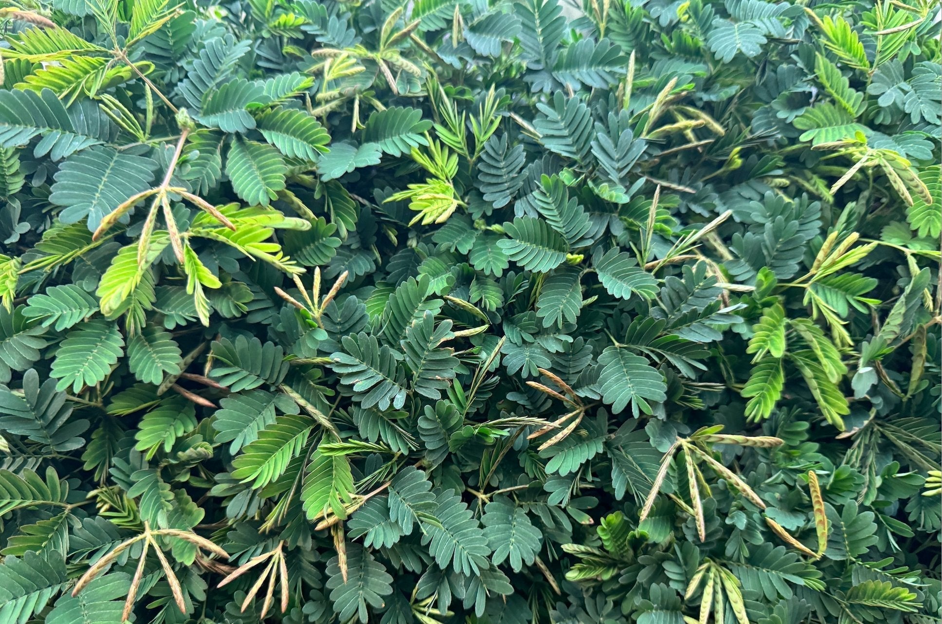 Mimosa pudica houseplant with delicate feathery leaves
