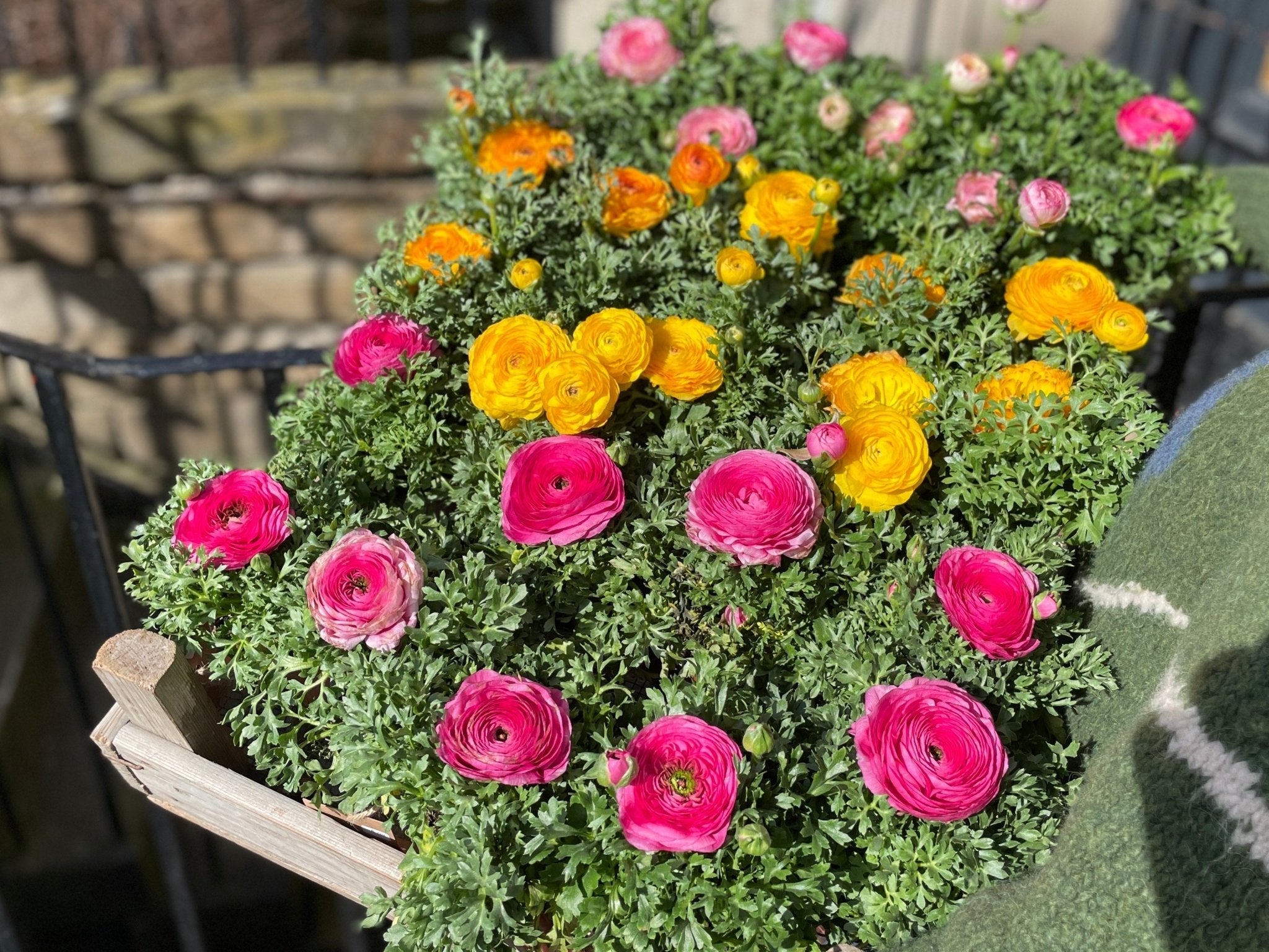 Top plant care products for indoor and outdoor gardening - grow urban.