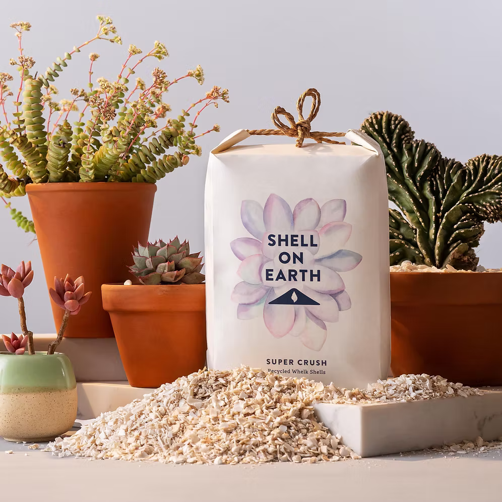 Shell On Earth – "Super Crush" Whelk Shells