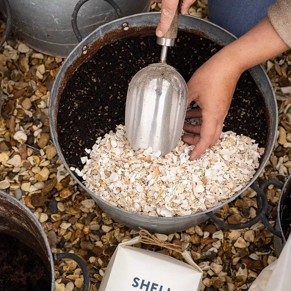Shell On Earth – Crushed Whelk Shells