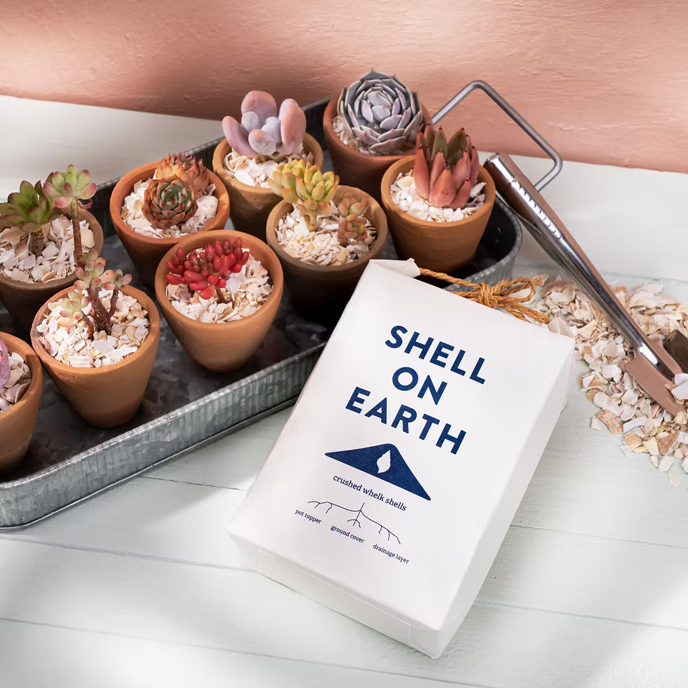 Shell On Earth – Crushed Whelk Shells