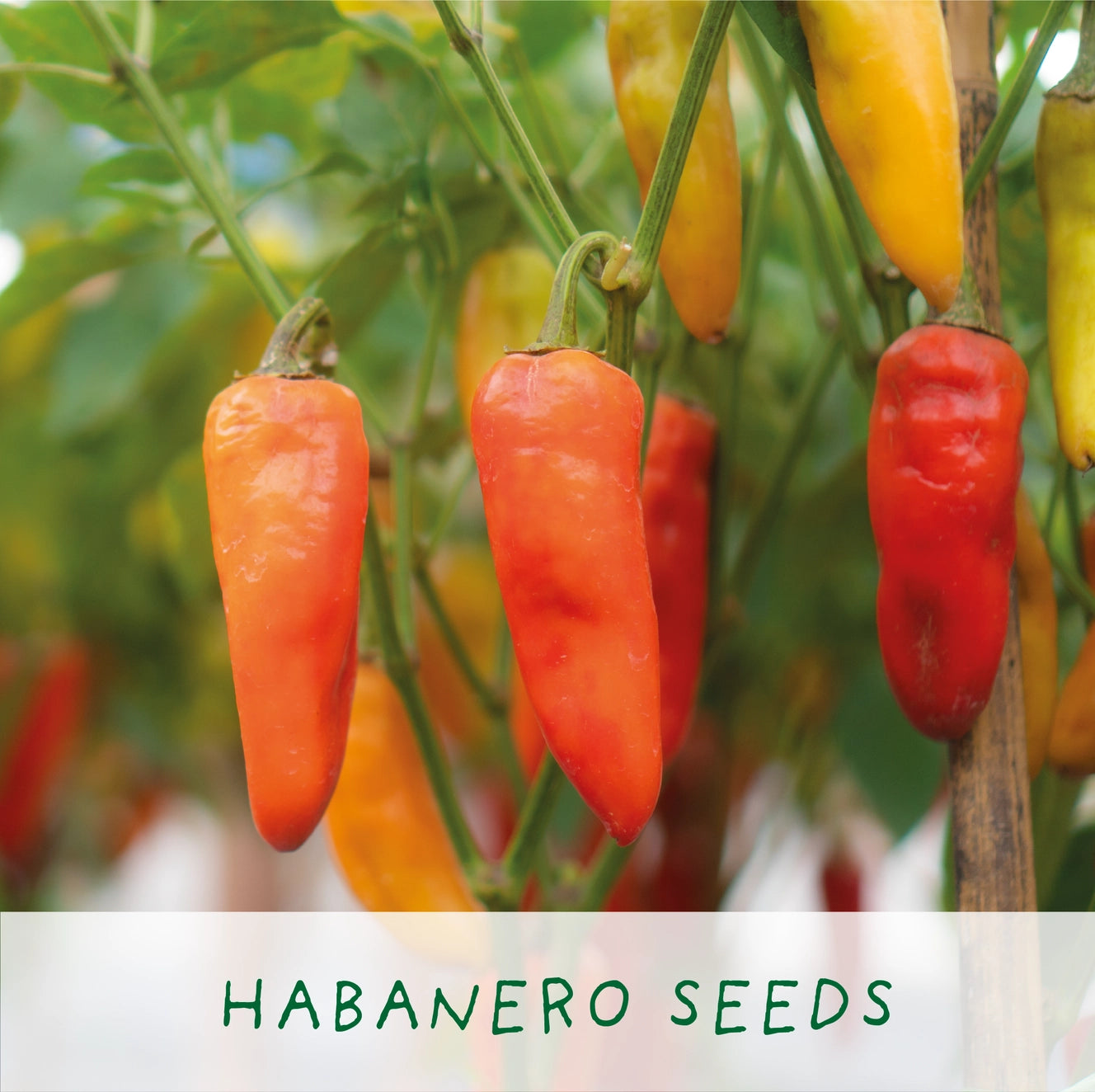 Red Hot Chilli Pot | Grow Your Own Kit
