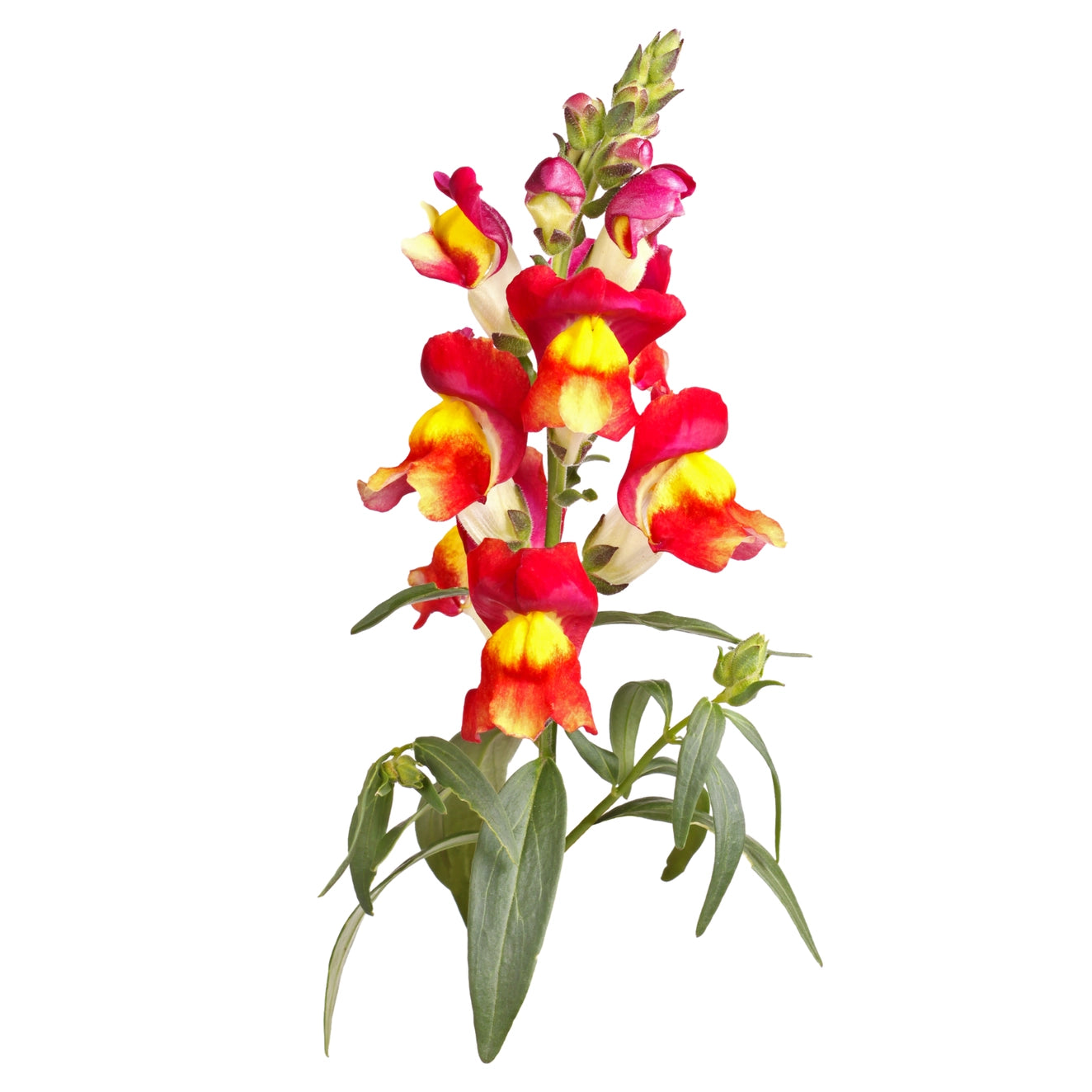 Piccolo Flower Seed Packs