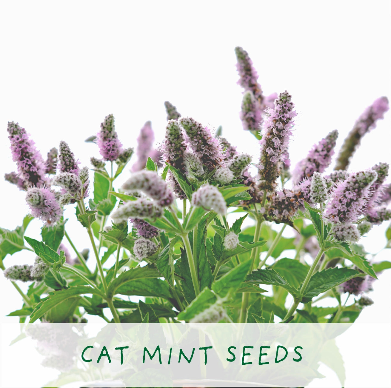 Purrfect Treat | Grow Your Own Cat Plants Kit
