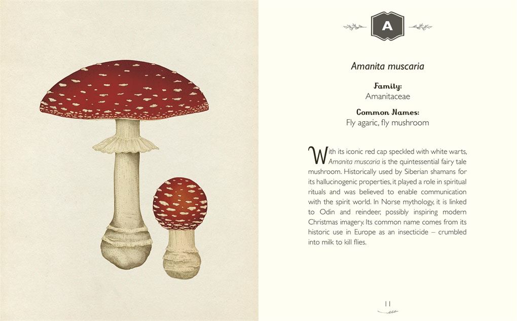 The Curator's Collection: An A to Z of Fungi