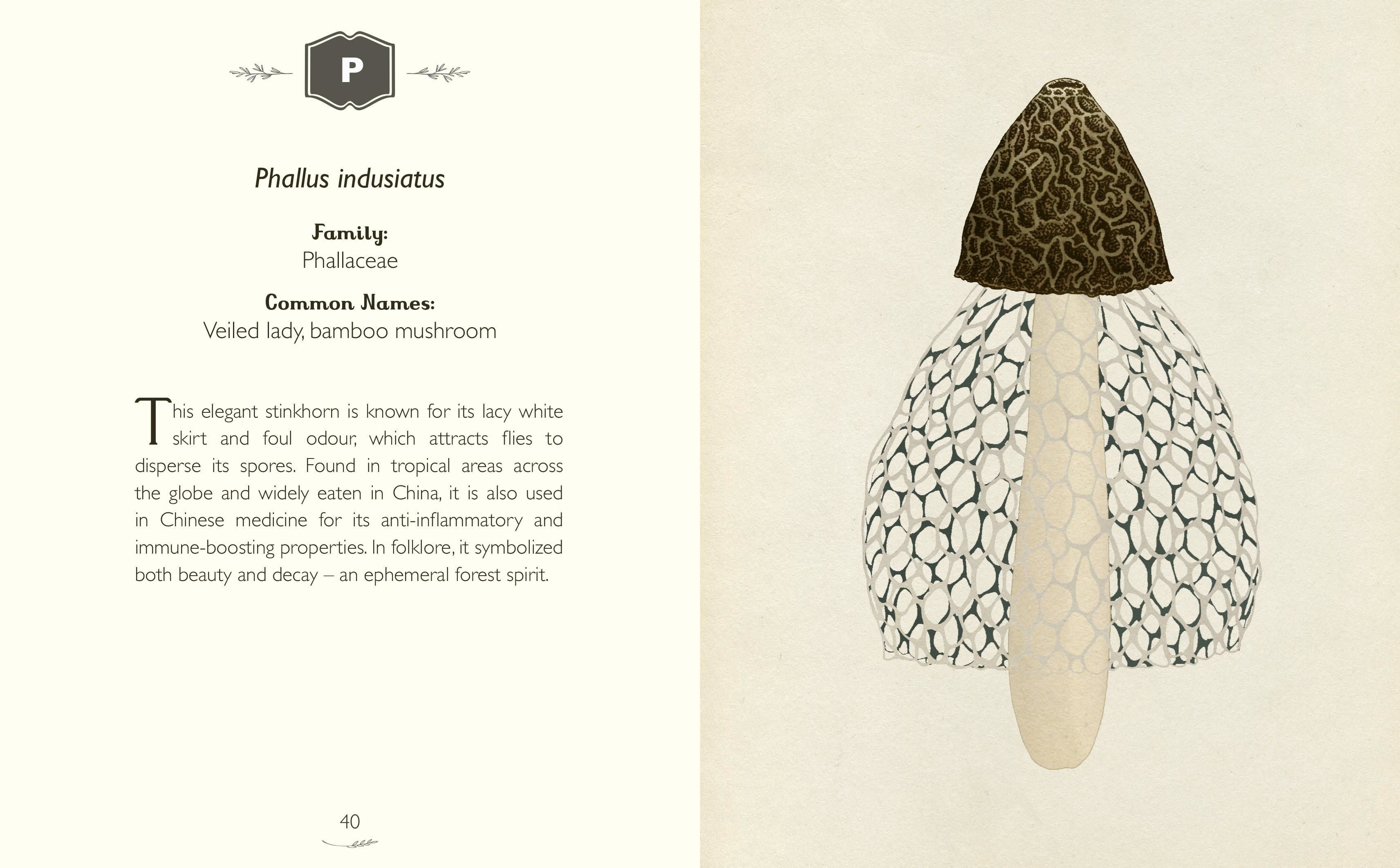The Curator's Collection: An A to Z of Fungi