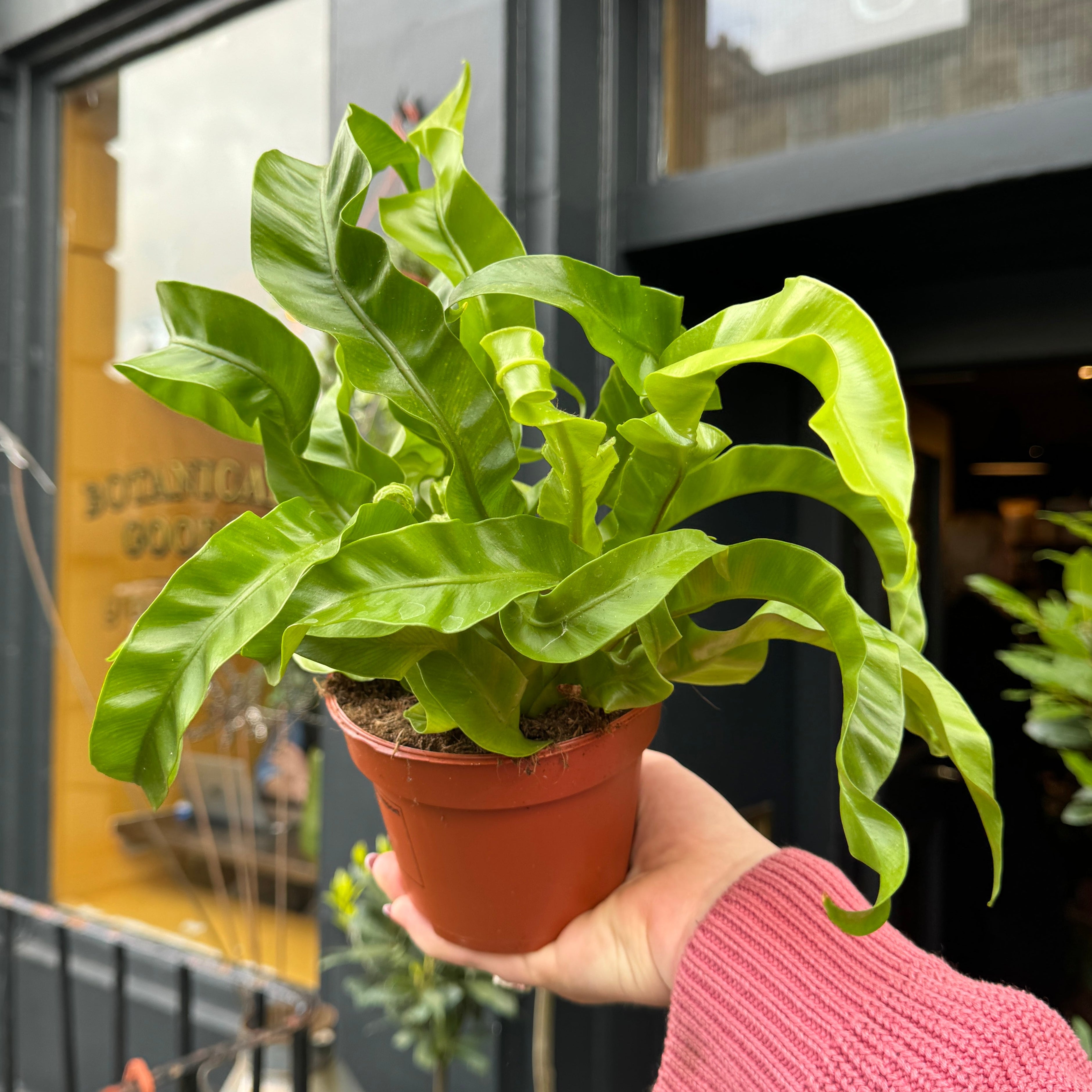 Asplenium ‘Hurricane’ houseplant with spiral green fronds in a nursery pot