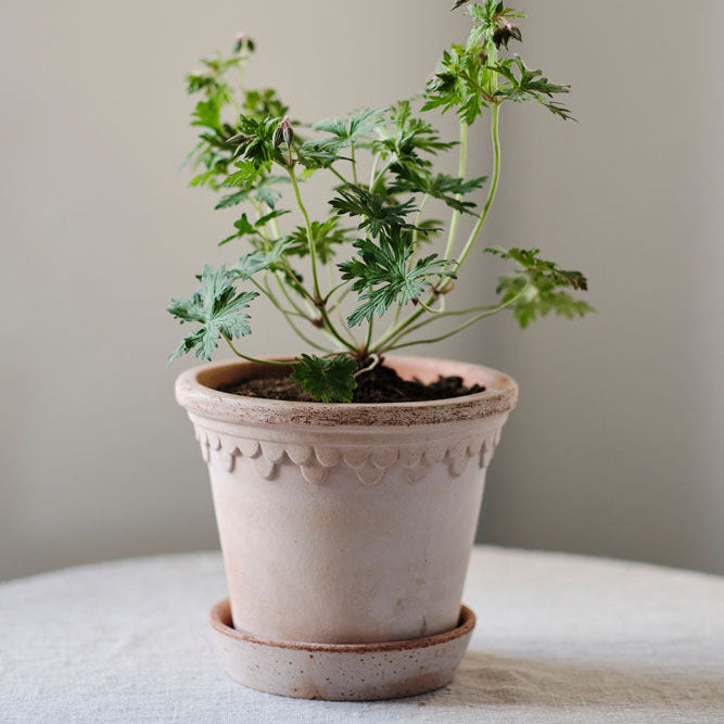 Potted plant on a light surface with a neutral background