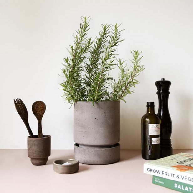 Bergs Potter Hoff potted plant, kitchen utensils, and books on a countertop with a neutral background