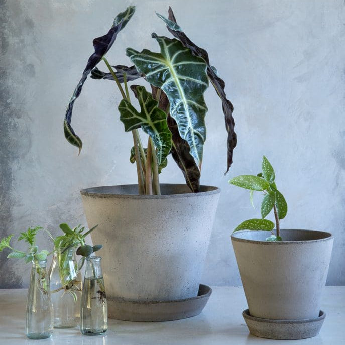 A potted Alocasia plant with dark, curled leaves in a large textured grey Julie Bergs Potter pot, displayed on a white shelf next to a smaller potted plant and two glass bottles against a textured gray wall.