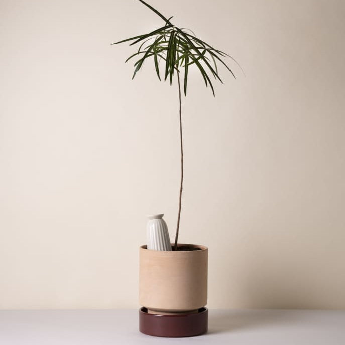 Potted plant with a neutral background containing a Bergs Potter Cove watering spike.