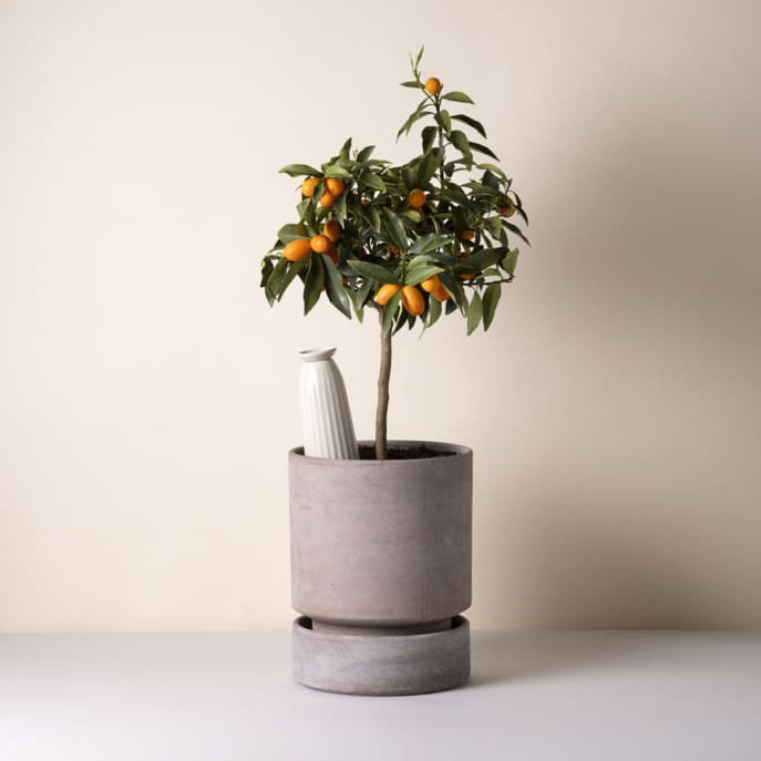 A small potted citrus tree with green leaves and orange fruits in a matte gray cylindrical planter, set against a plain beige background with a Bergs Potter Cove watering spike.