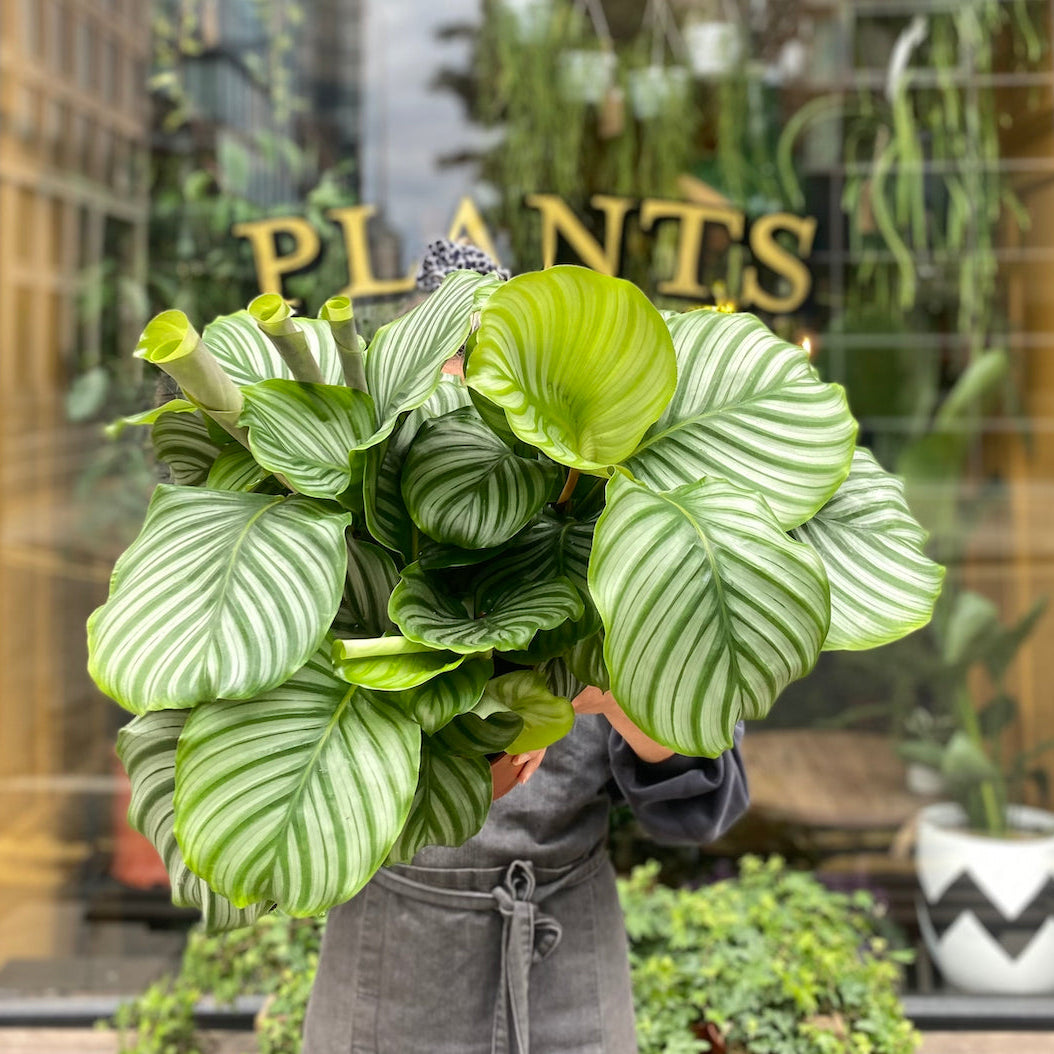 Person holding a large Calathea orbifolia indoor plant outside grow urban in Edinburgh.