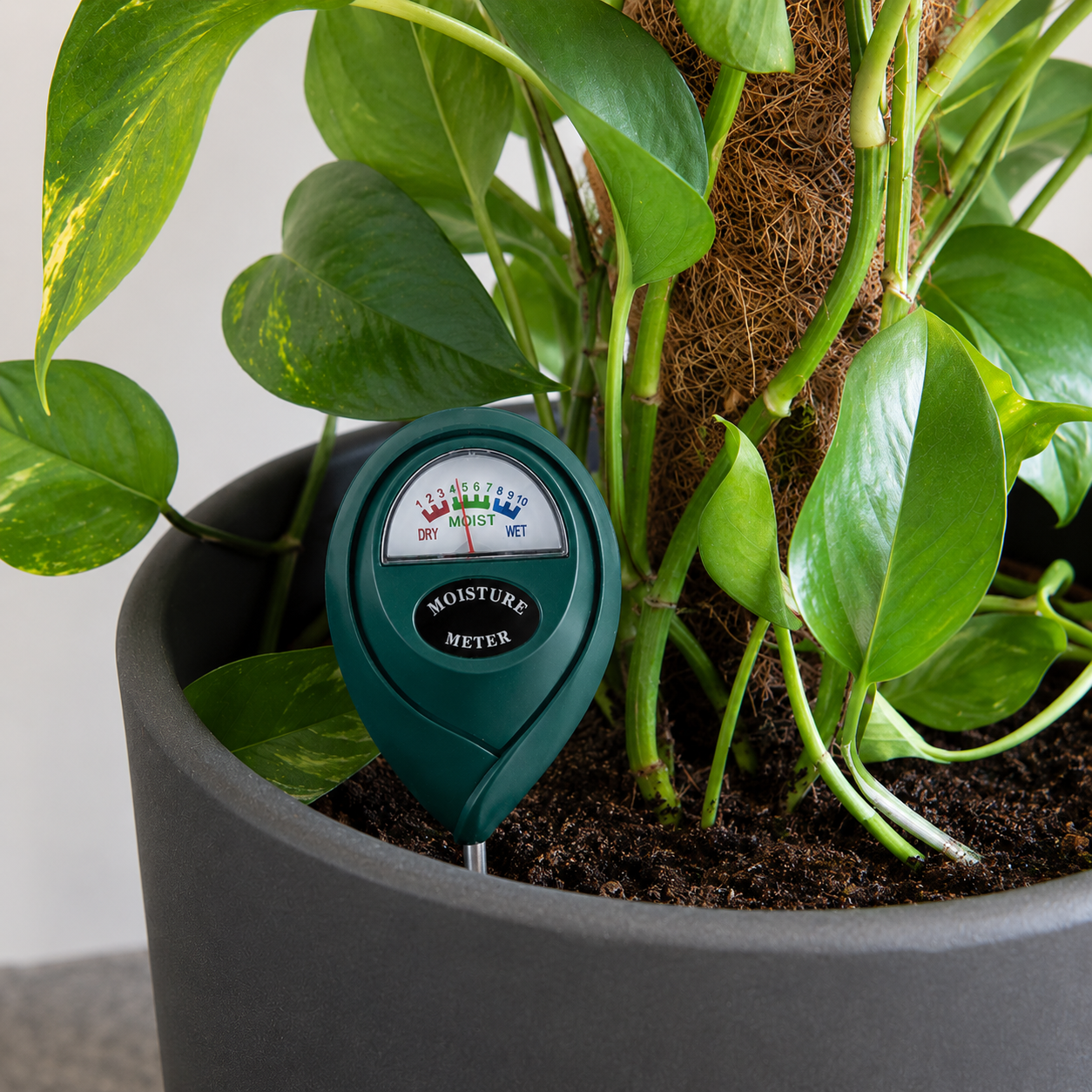 A green teardrop-shaped Bettergrow Soil Moisture Meter with a visible dial is placed in the soil of a potted Pothos plant.