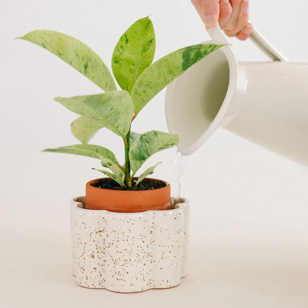 Pepin Paula Self-Watering Pot