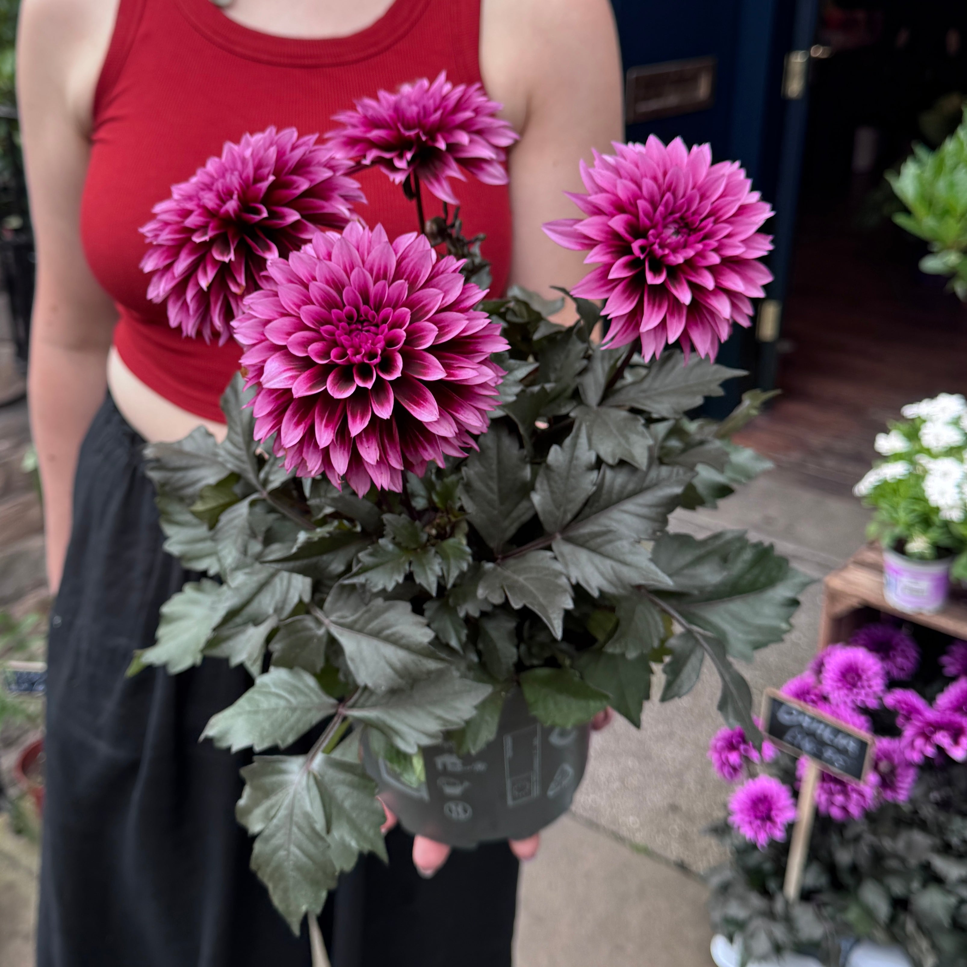 Person holding a purple dahlia with blurred background