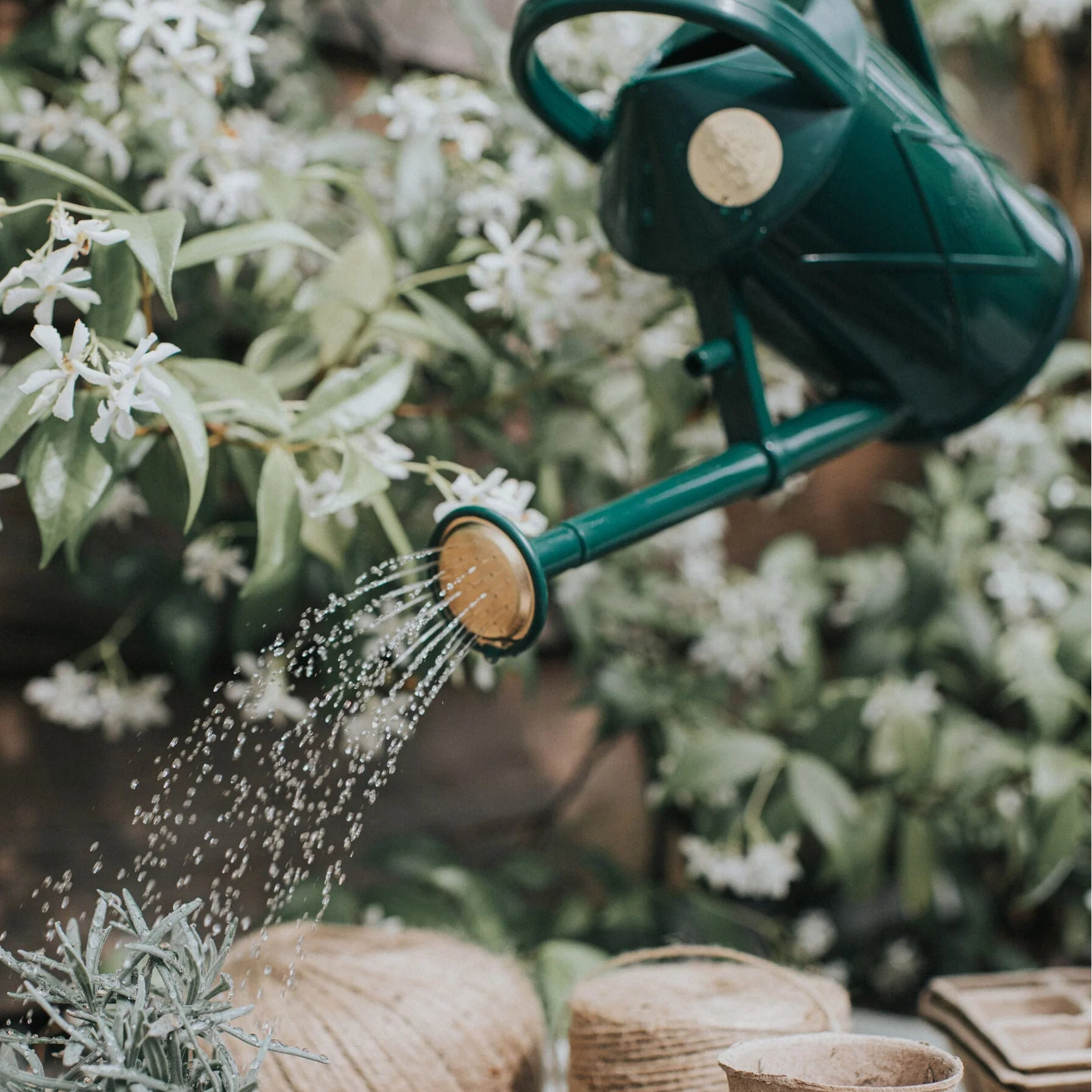 Haws Green Bartley Burbler watering can watering a plant with white flowers in the background