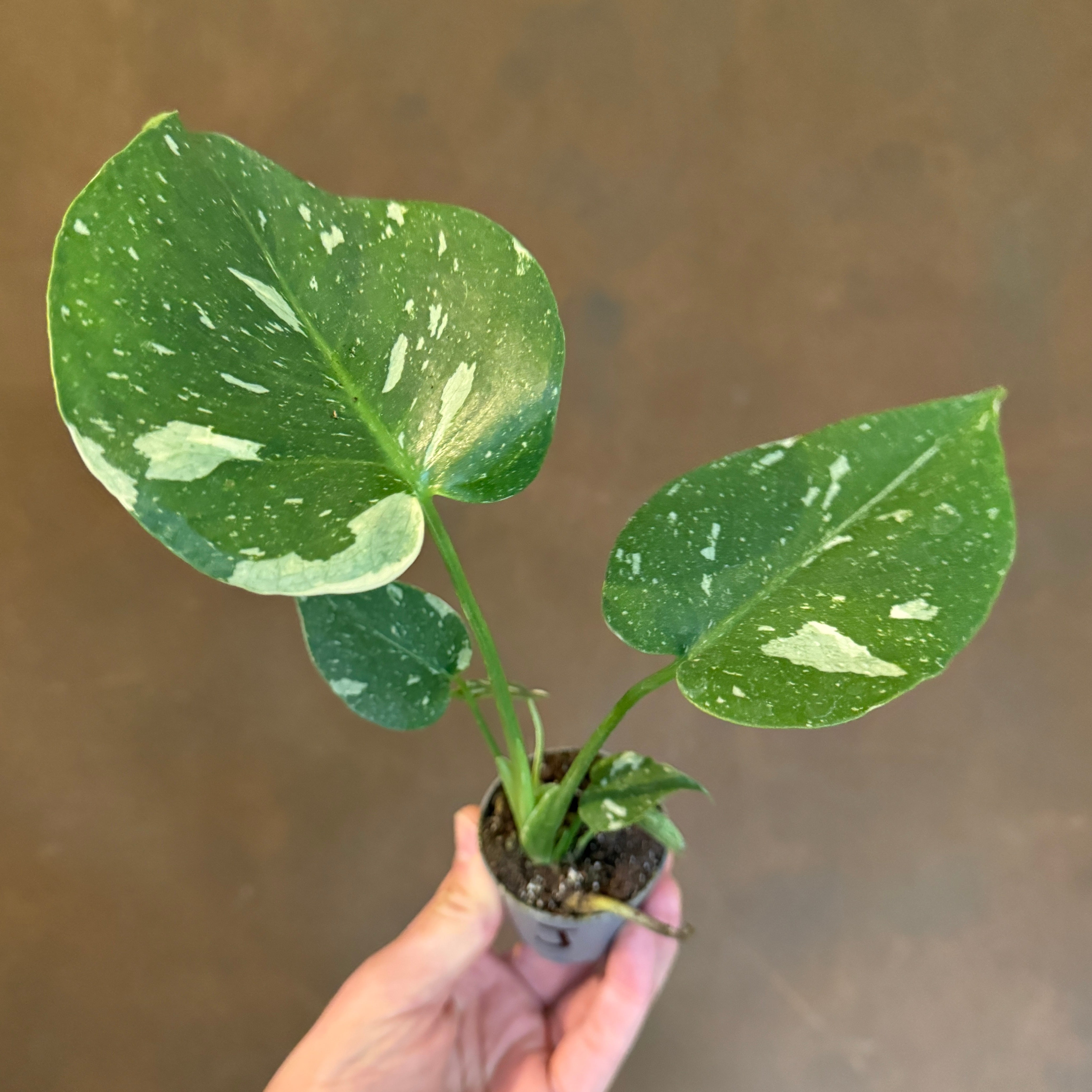 Monstera deliciosa ‘Thai Constellation’ (mini)