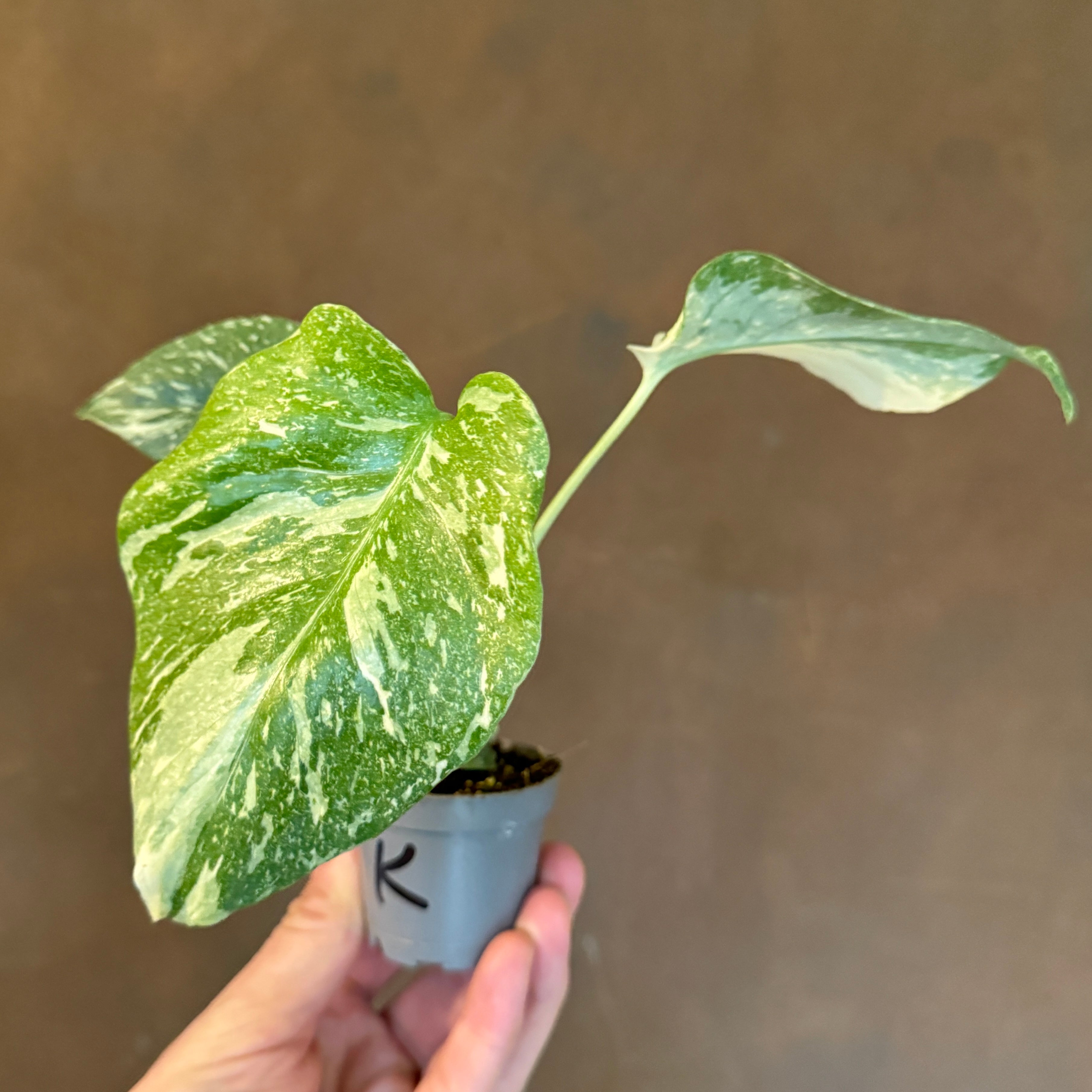 Monstera deliciosa ‘Thai Constellation’ (mini)