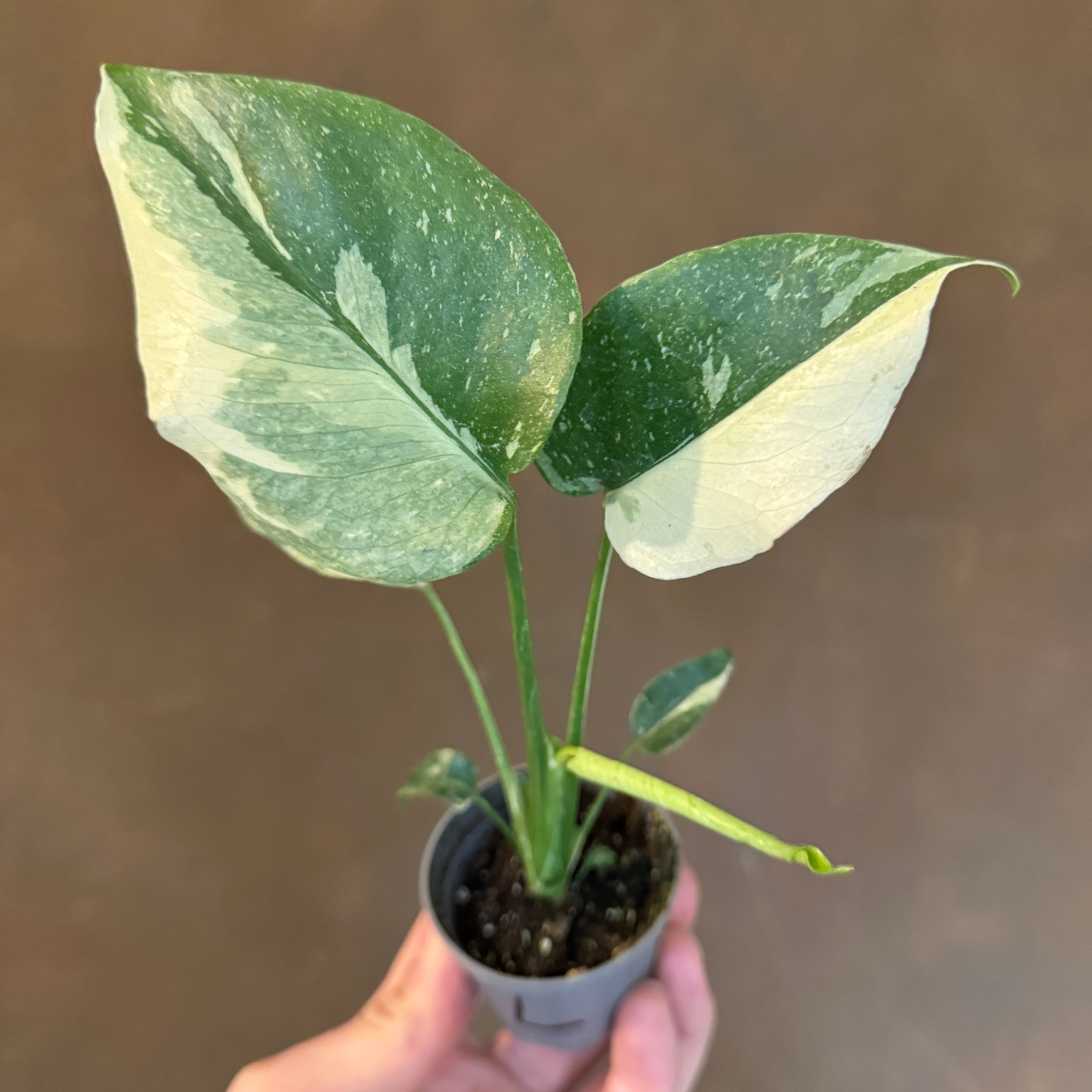 Monstera deliciosa ‘Thai Constellation’ (mini)