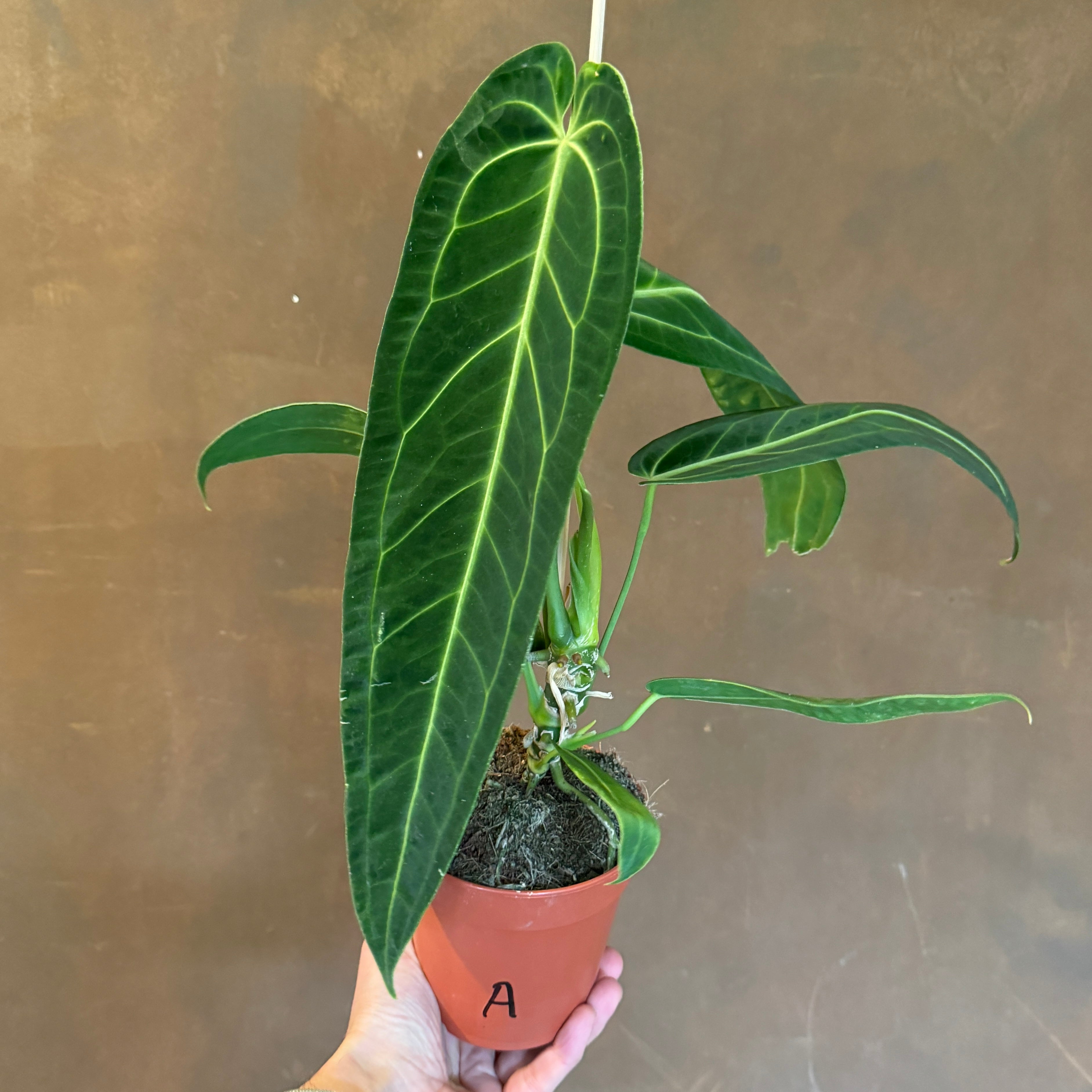 Anthurium warocqueanum