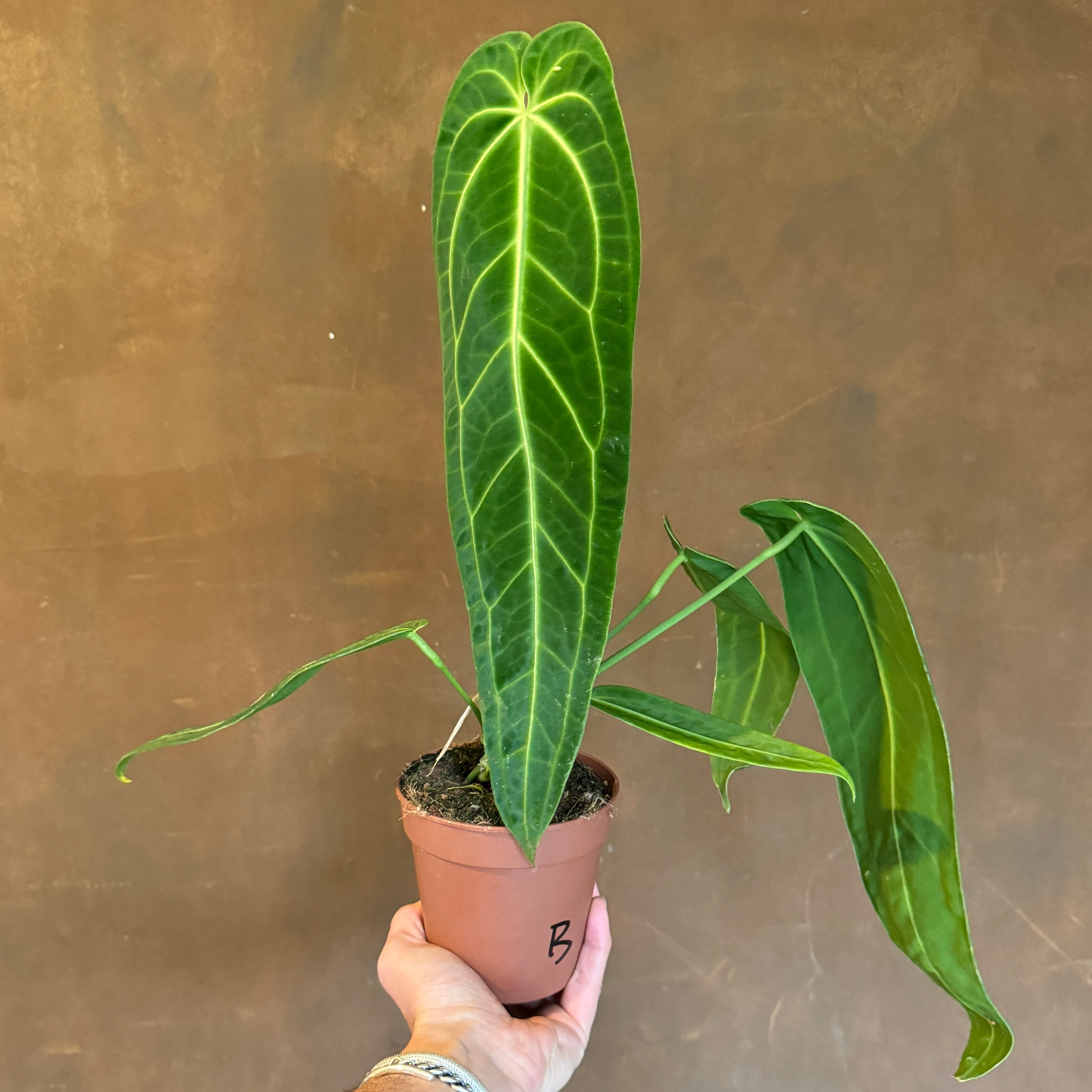 Anthurium warocqueanum