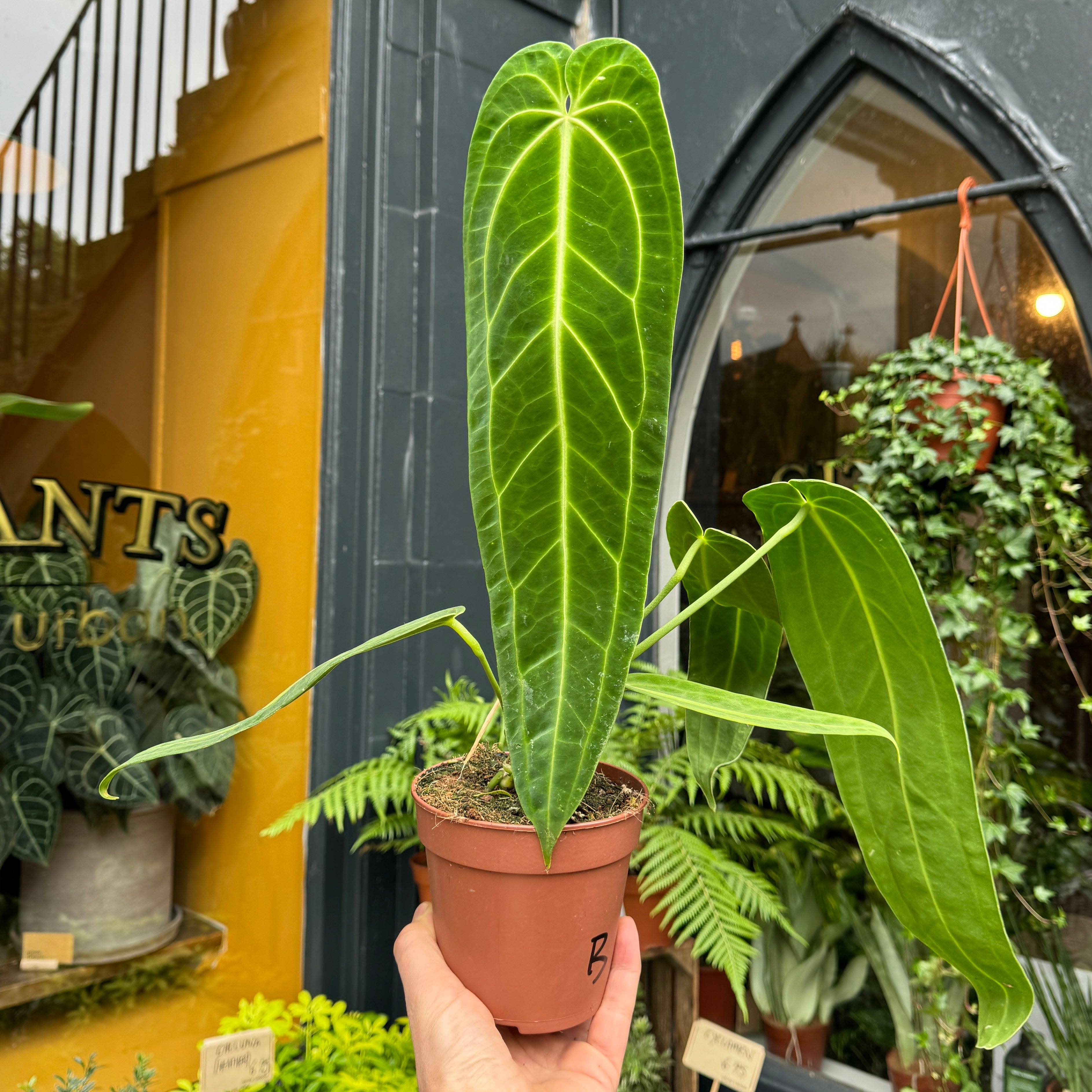 Anthurium warocqueanum