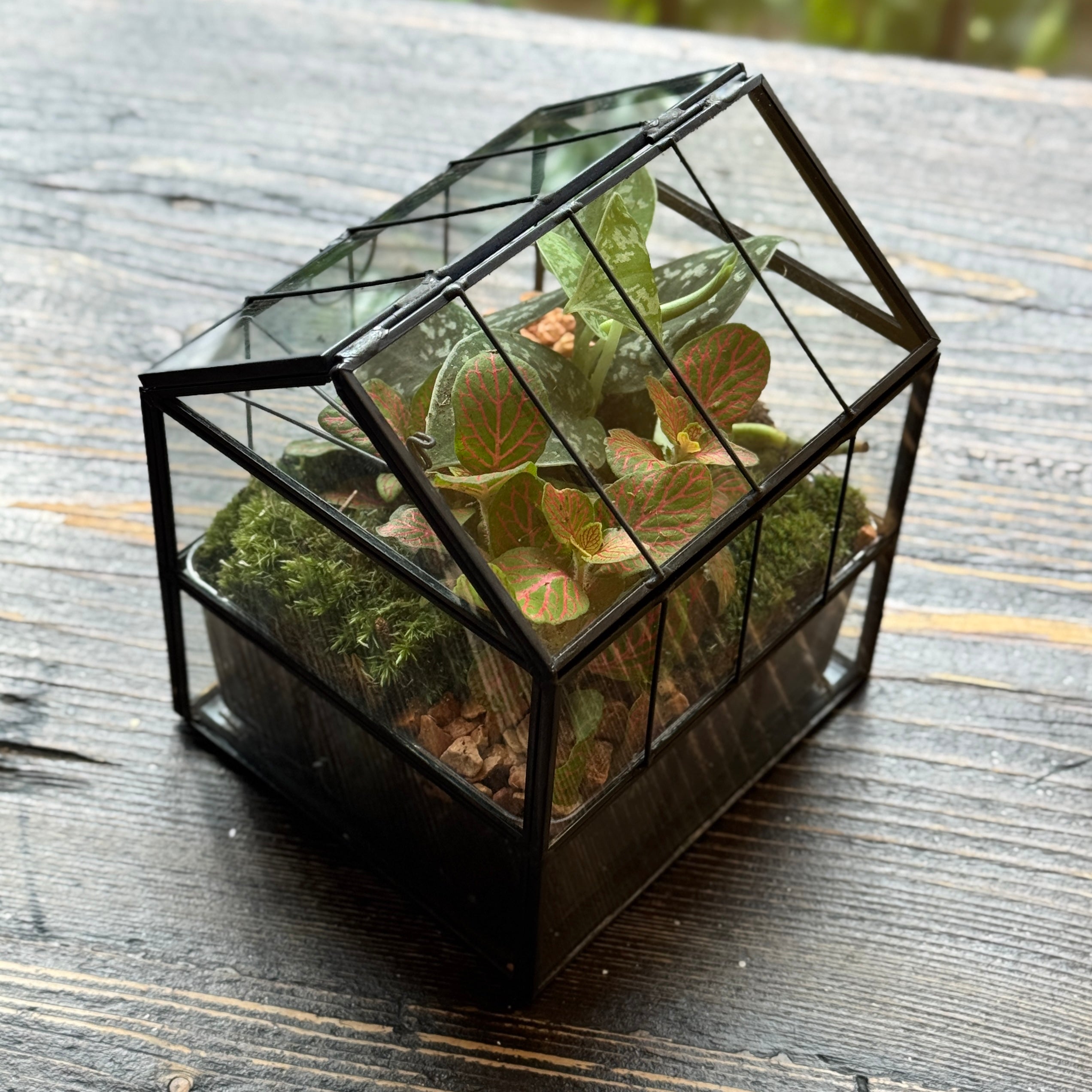 Glasshouse Terrarium