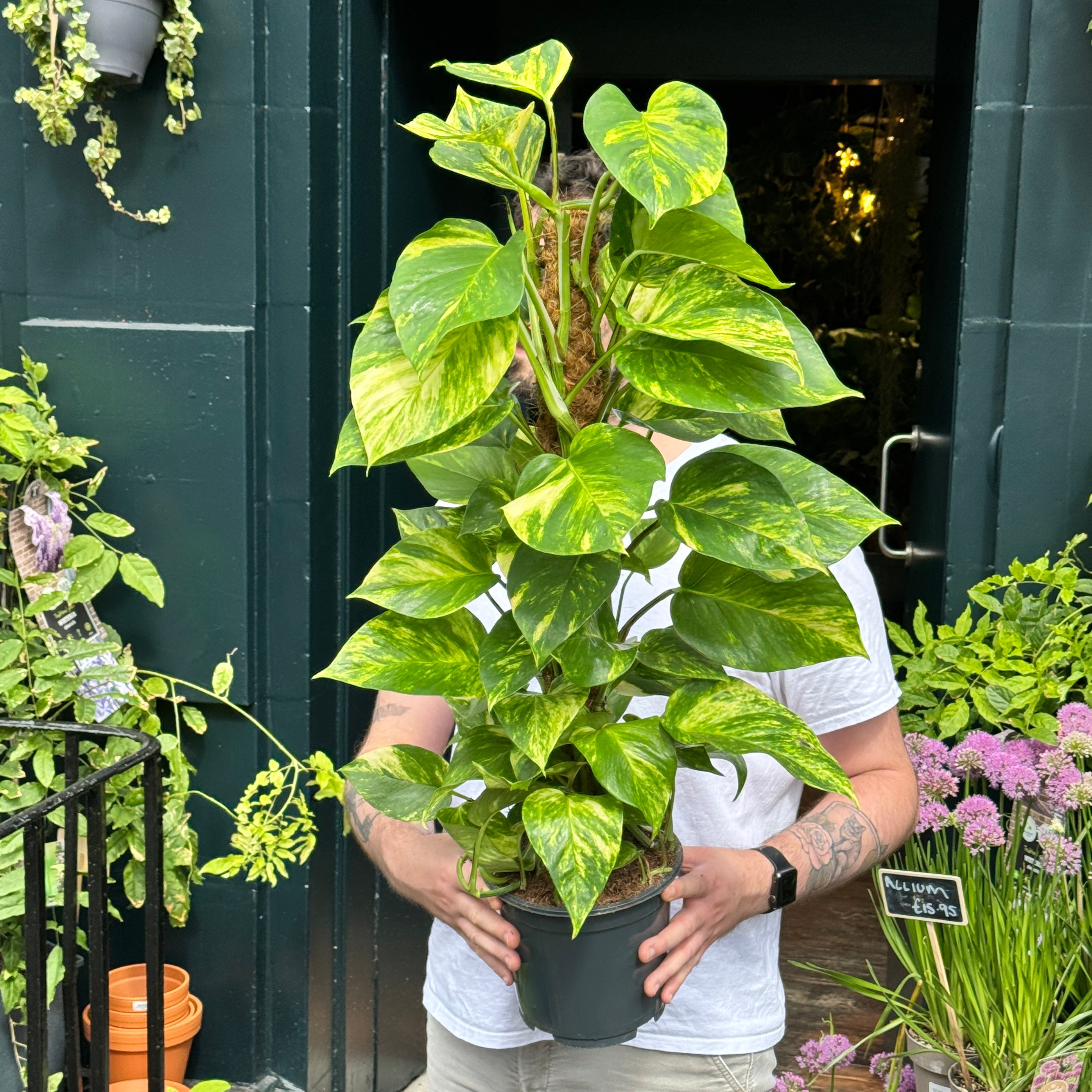 Epipremnum aureum (80cm)