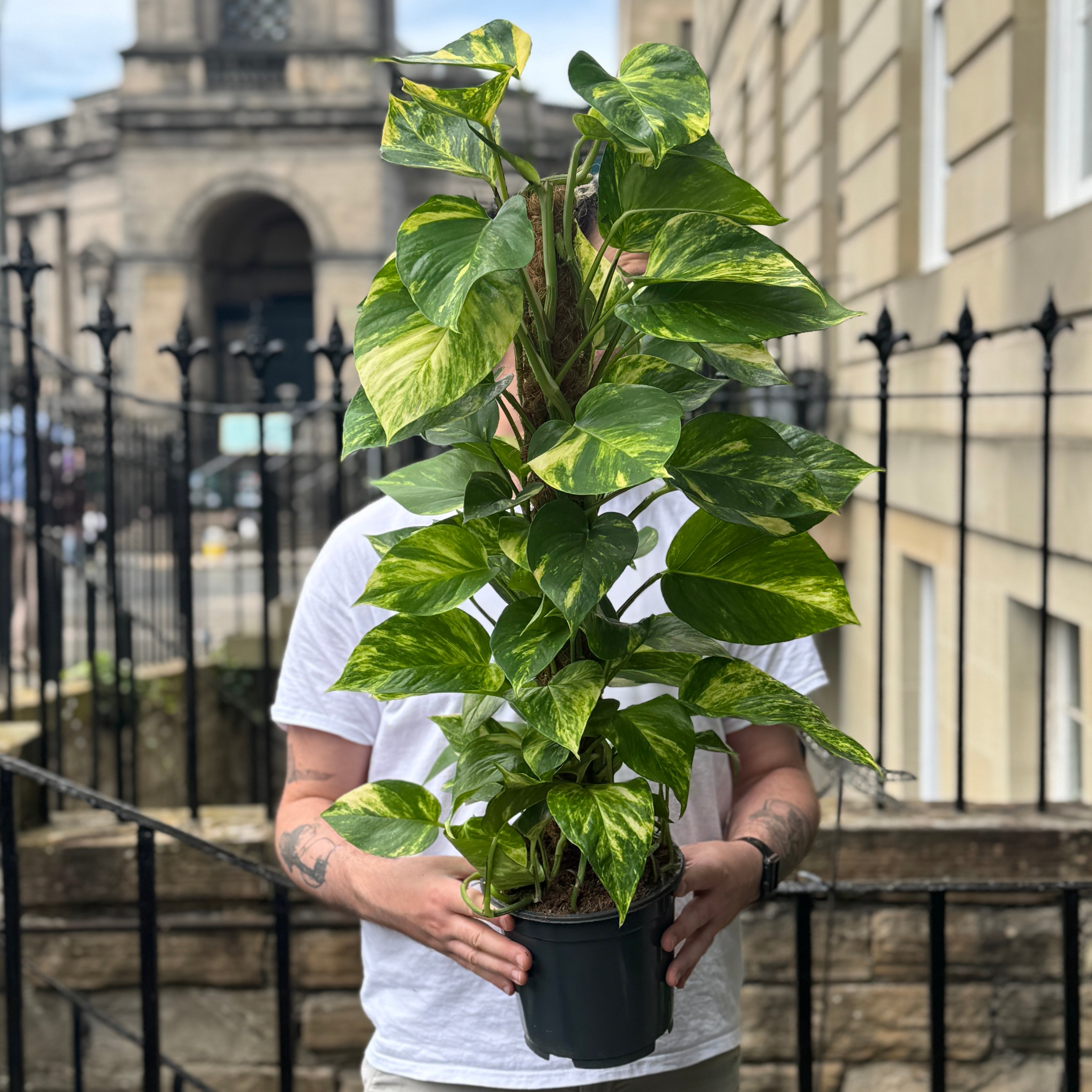 Epipremnum aureum (80cm)