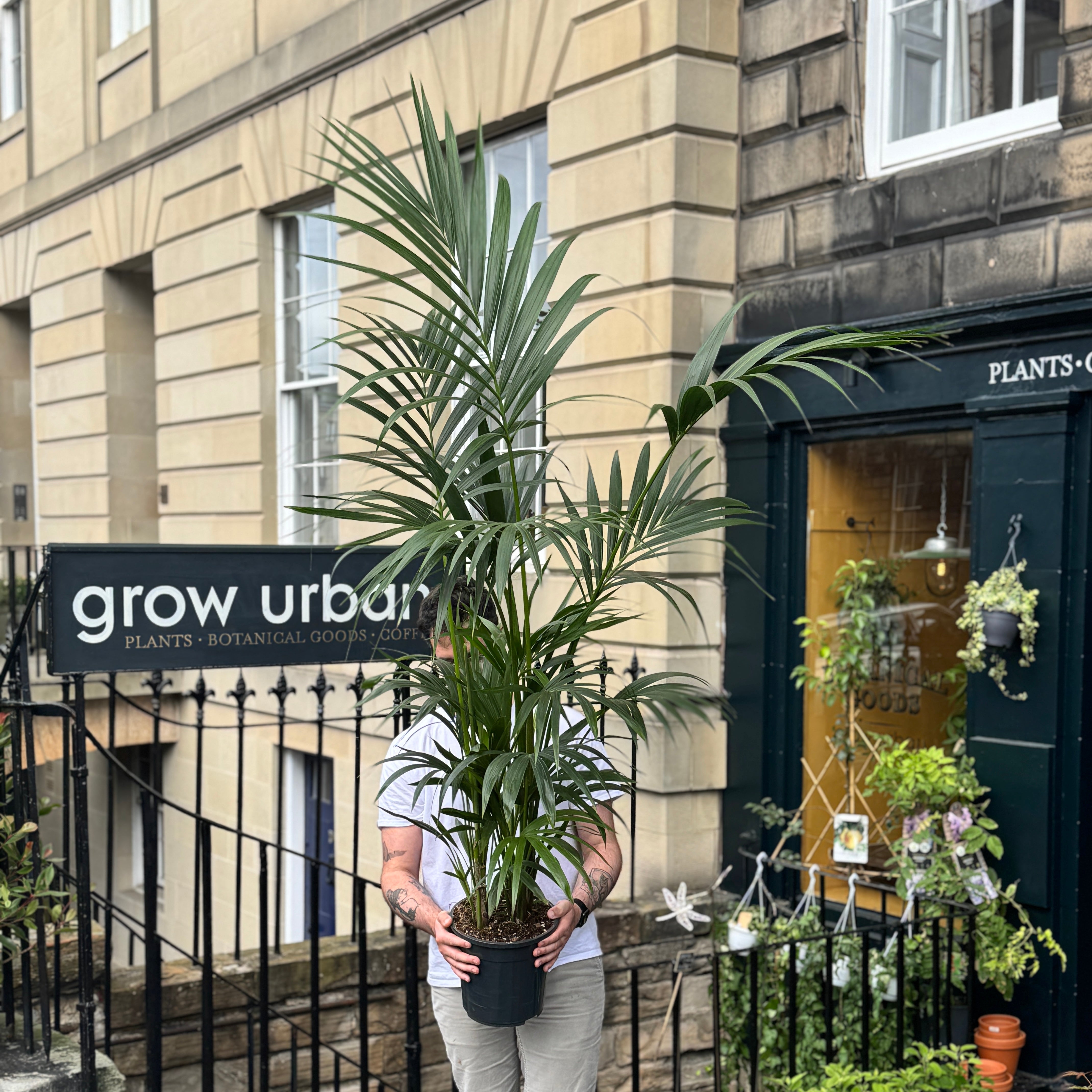Howea forsteriana (Kentia Palm) - 180cm