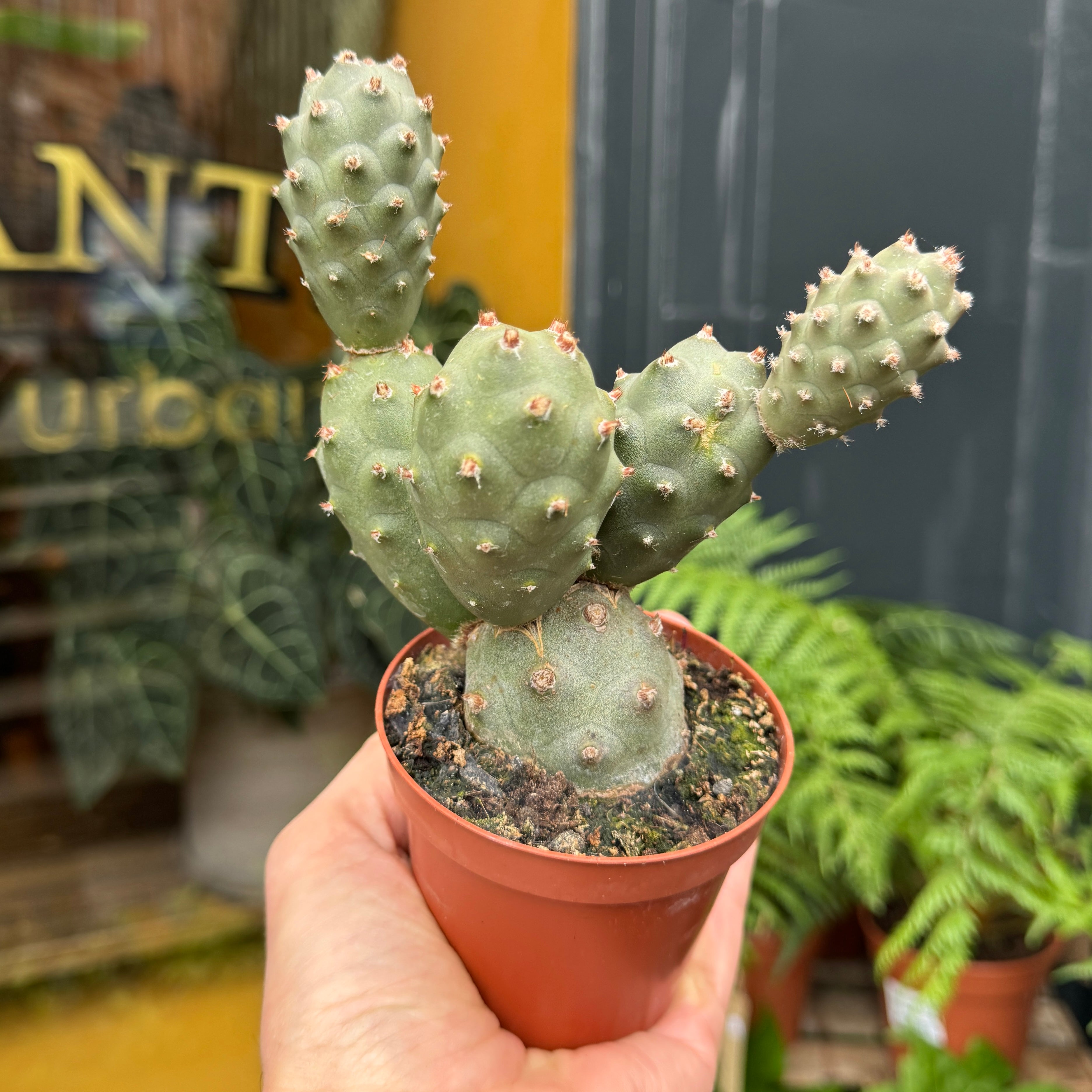 Tephrocactus articulatus