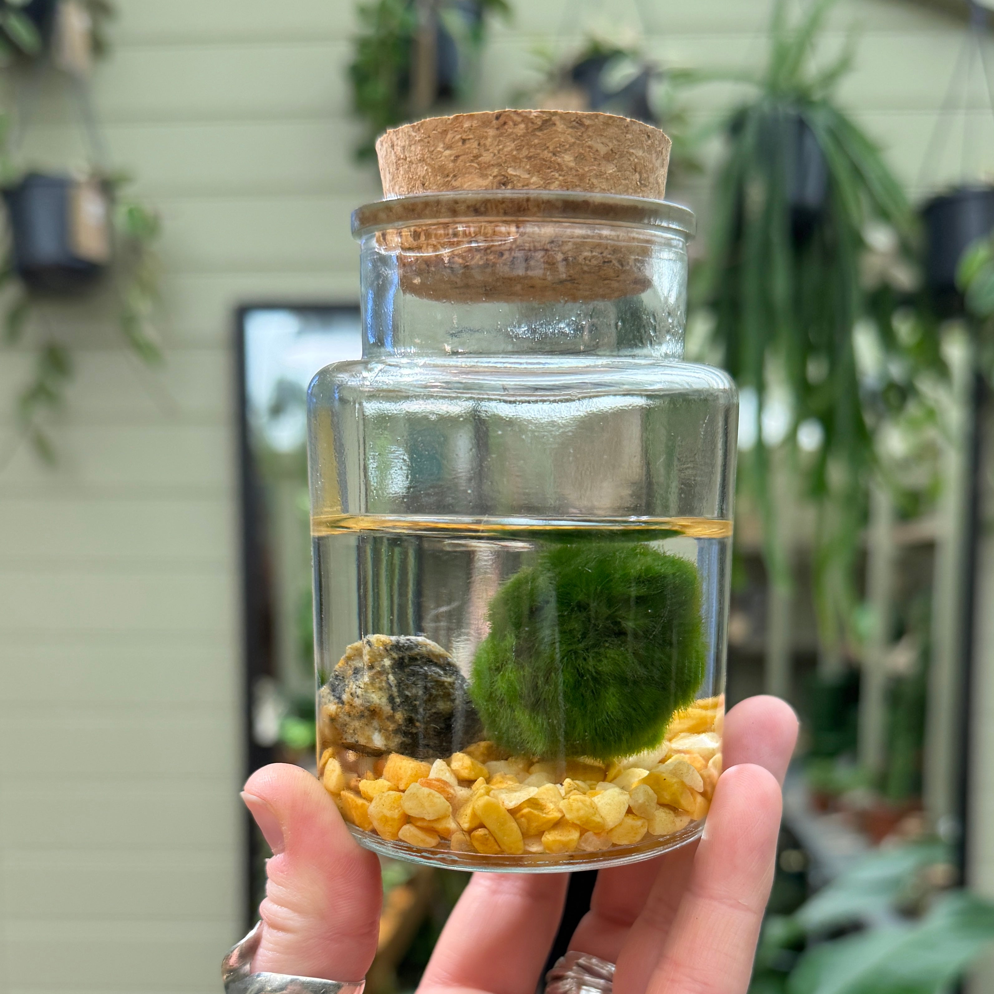 Marimo Moss Ball in Glass Jar
