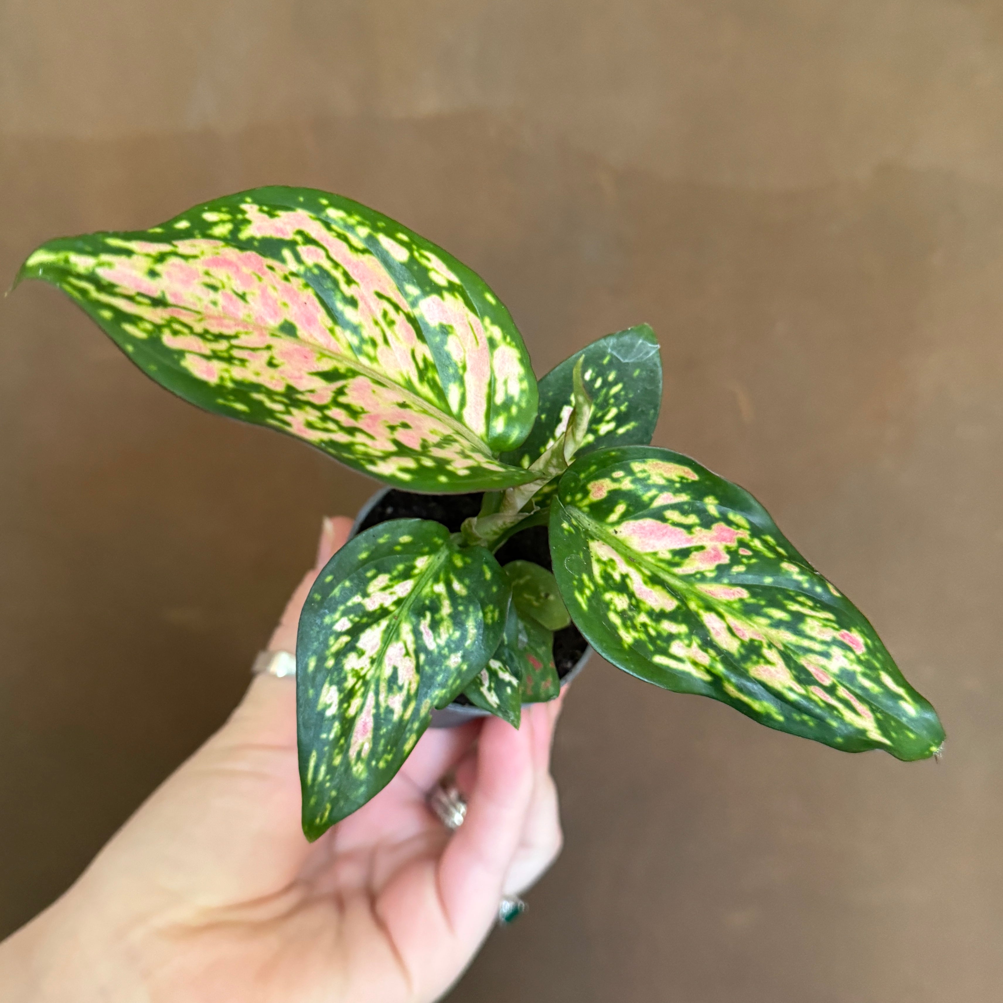 Aglaonema 'Red Valentine'