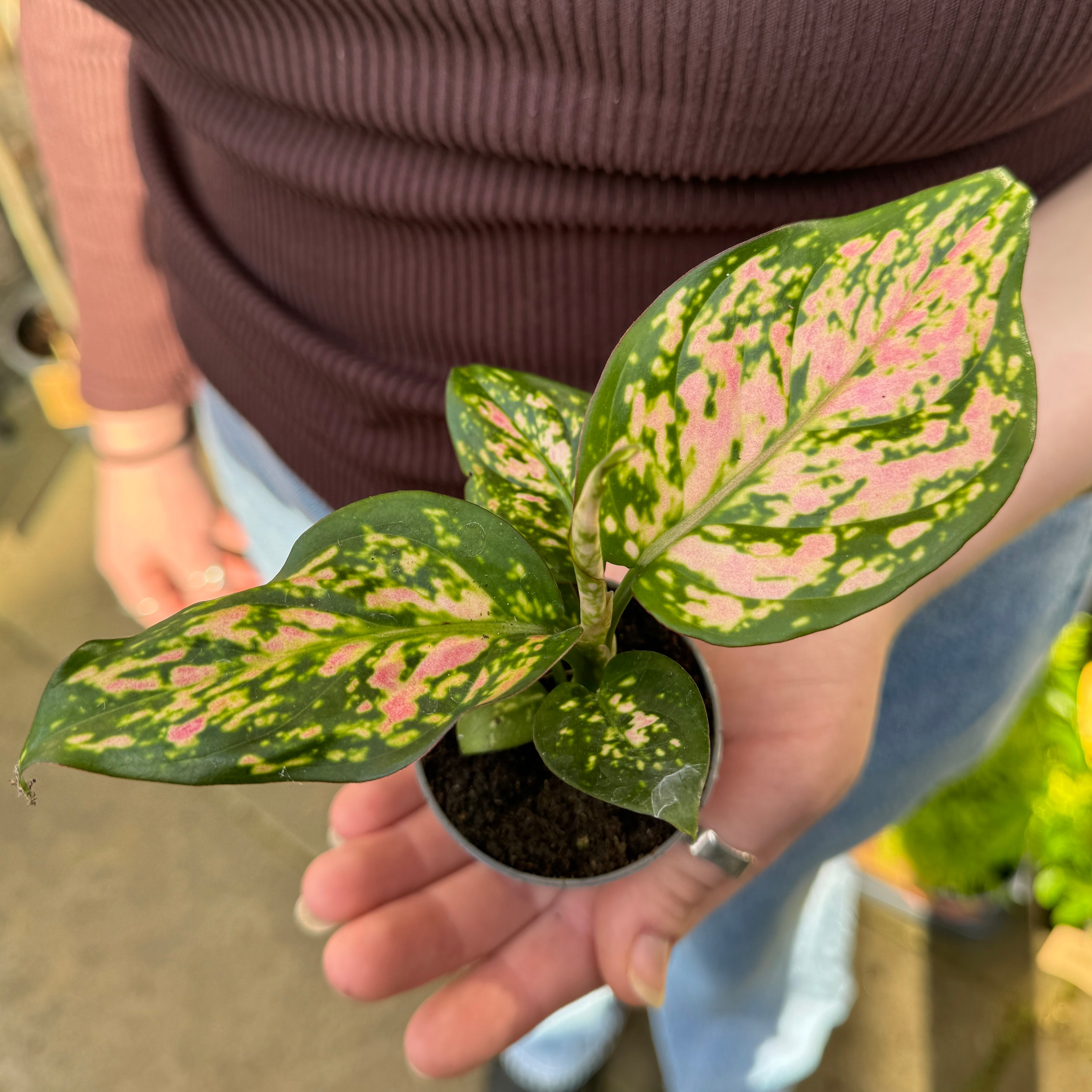 Aglaonema 'Red Valentine'