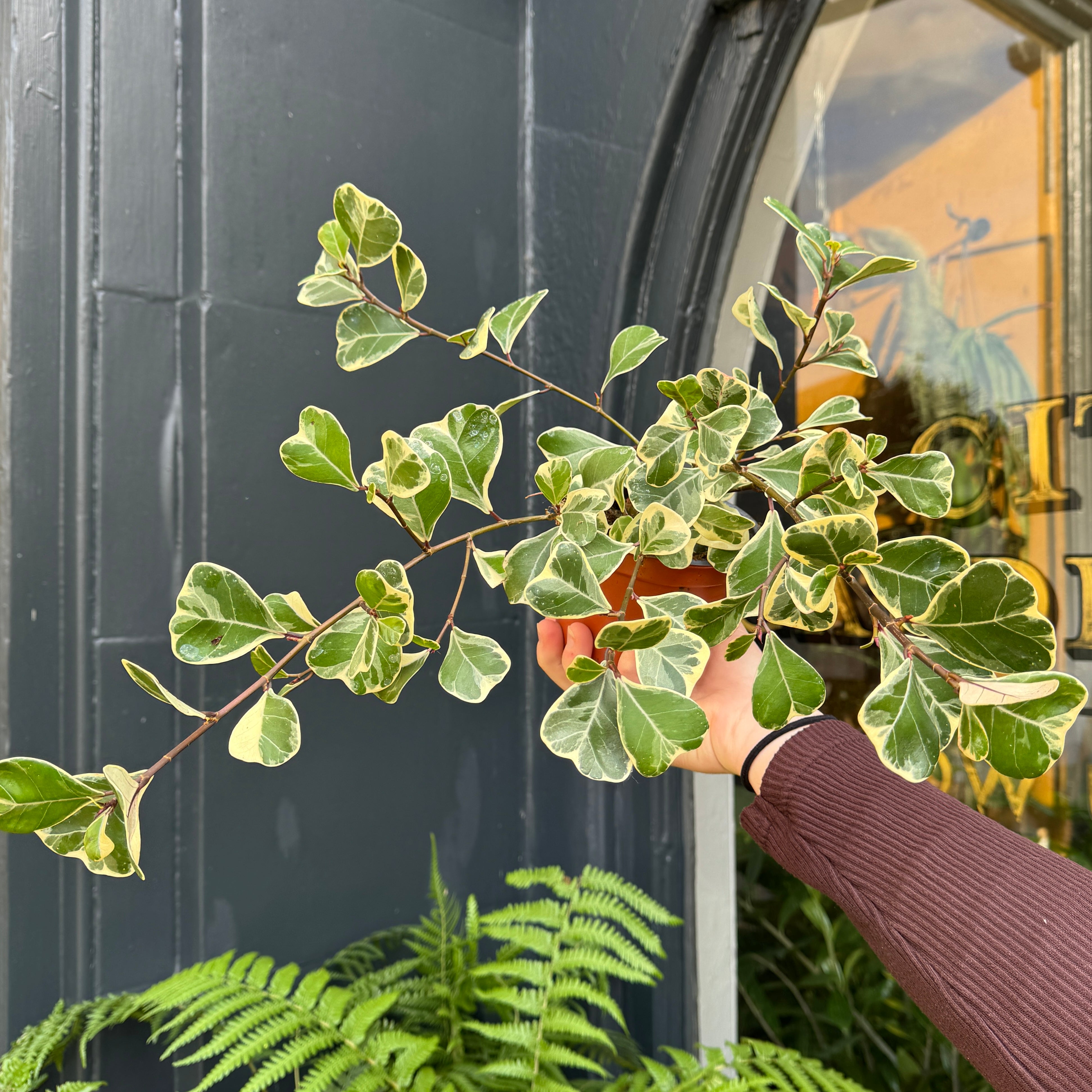 Ficus triangularis 'Sweetheart'