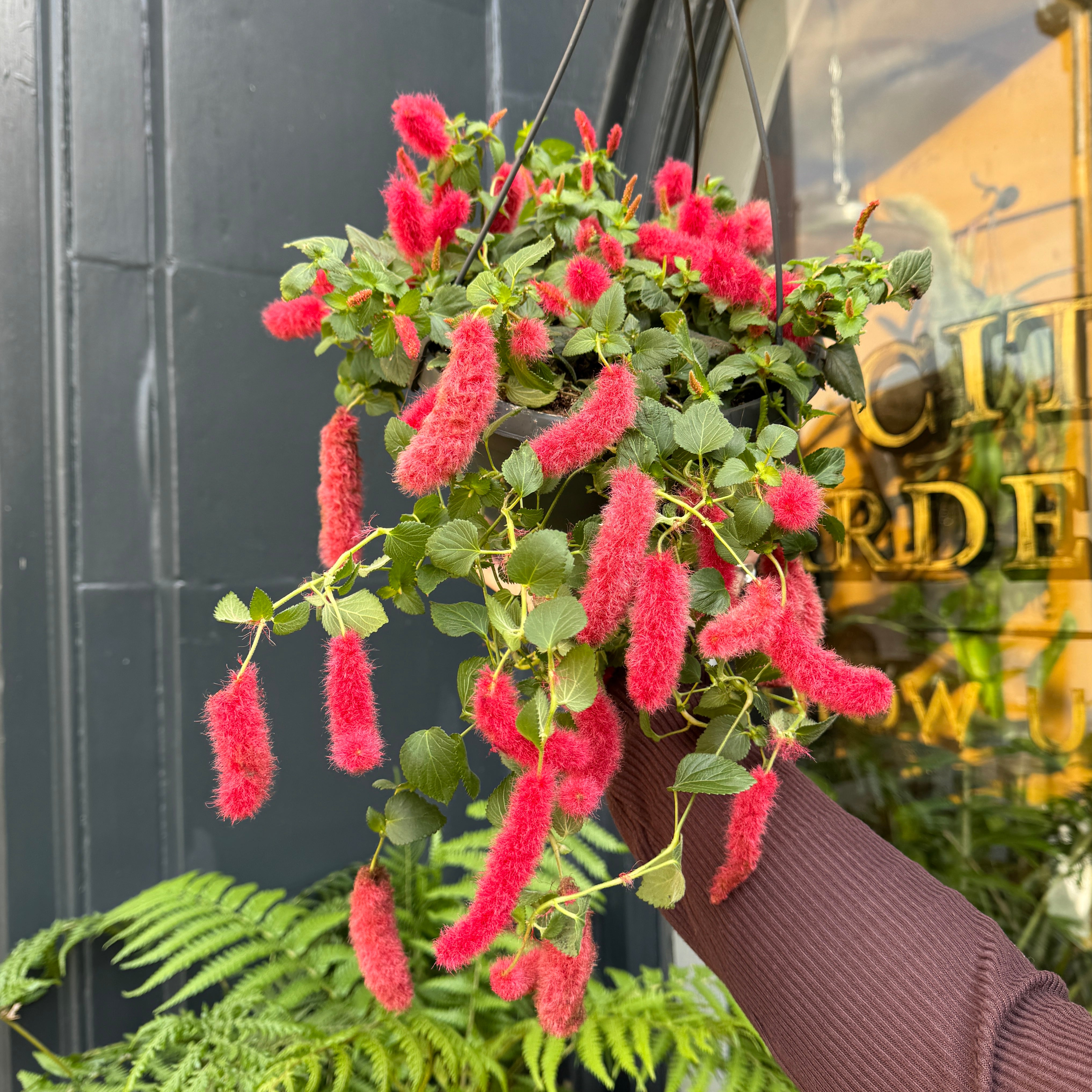 Acalypha hispida