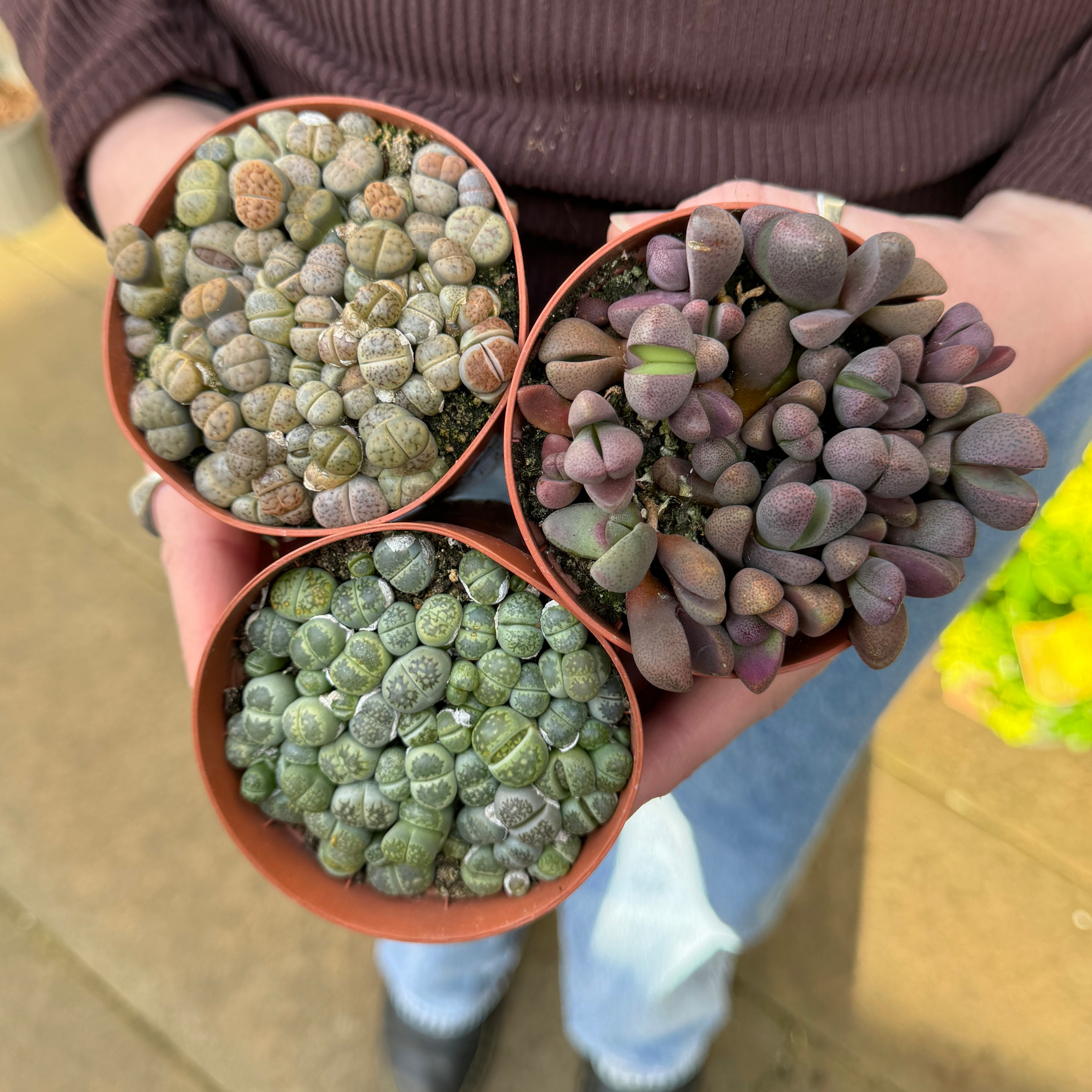 Lithops