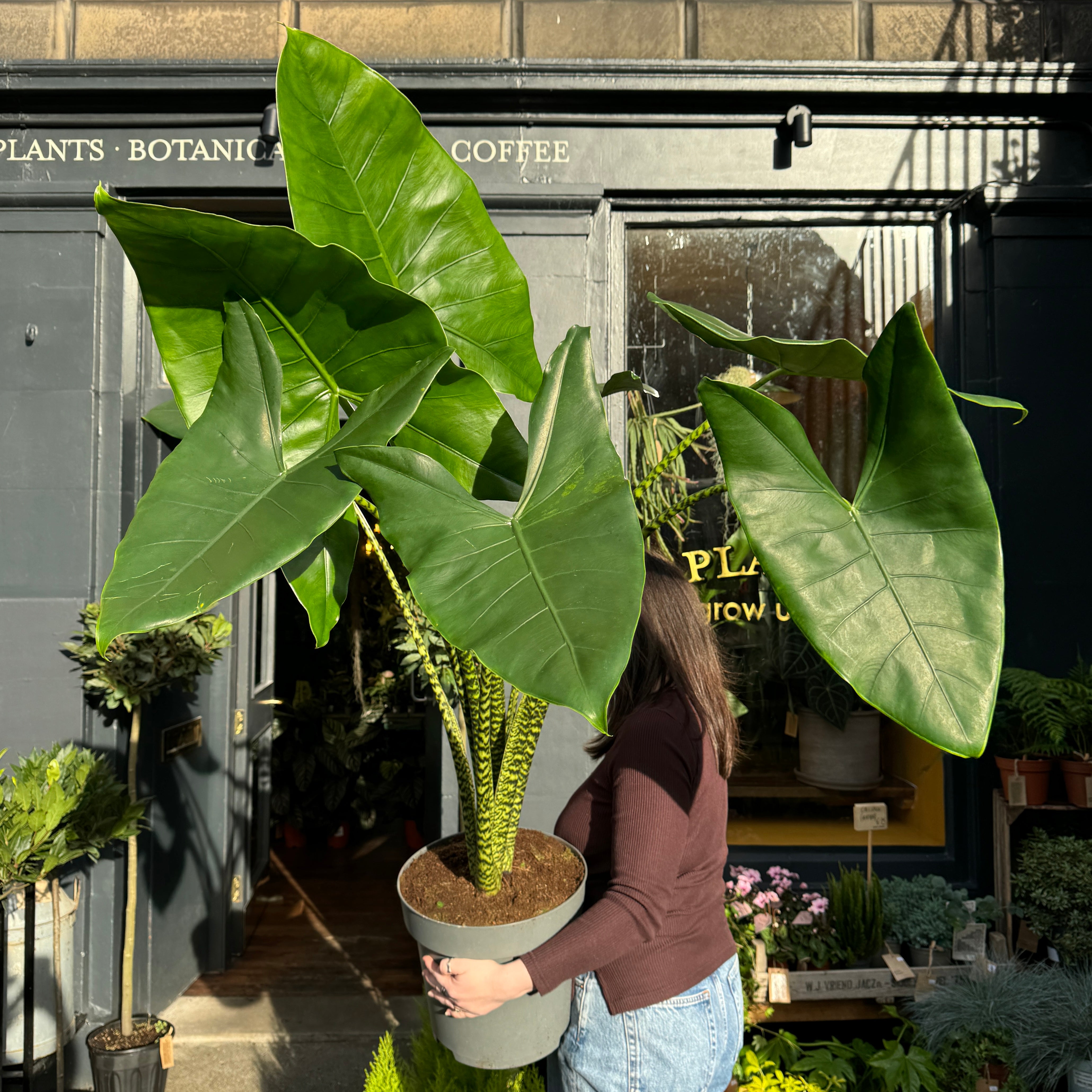 Alocasia zebrina (32cm pot)