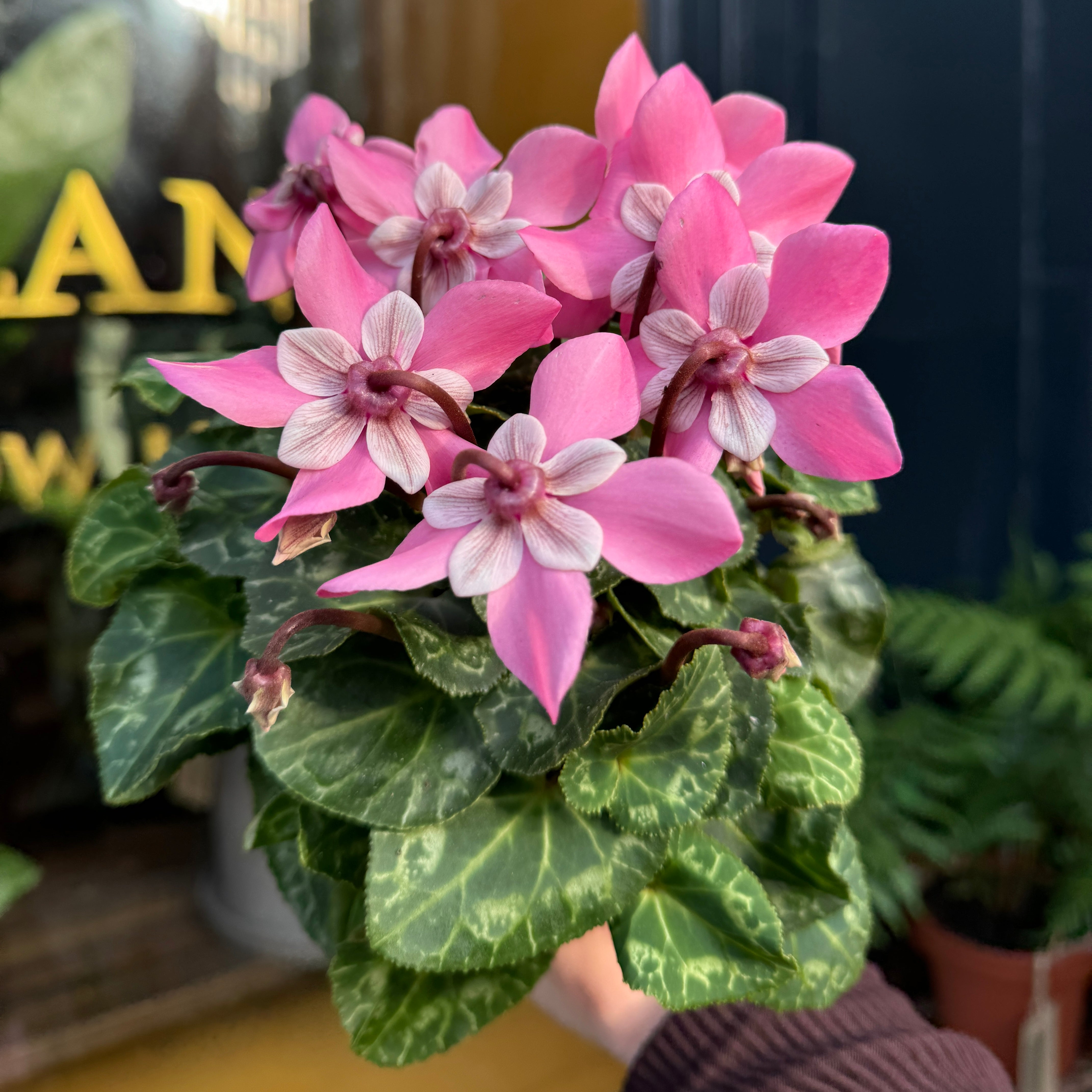 Cyclamen 'Djix Pink'