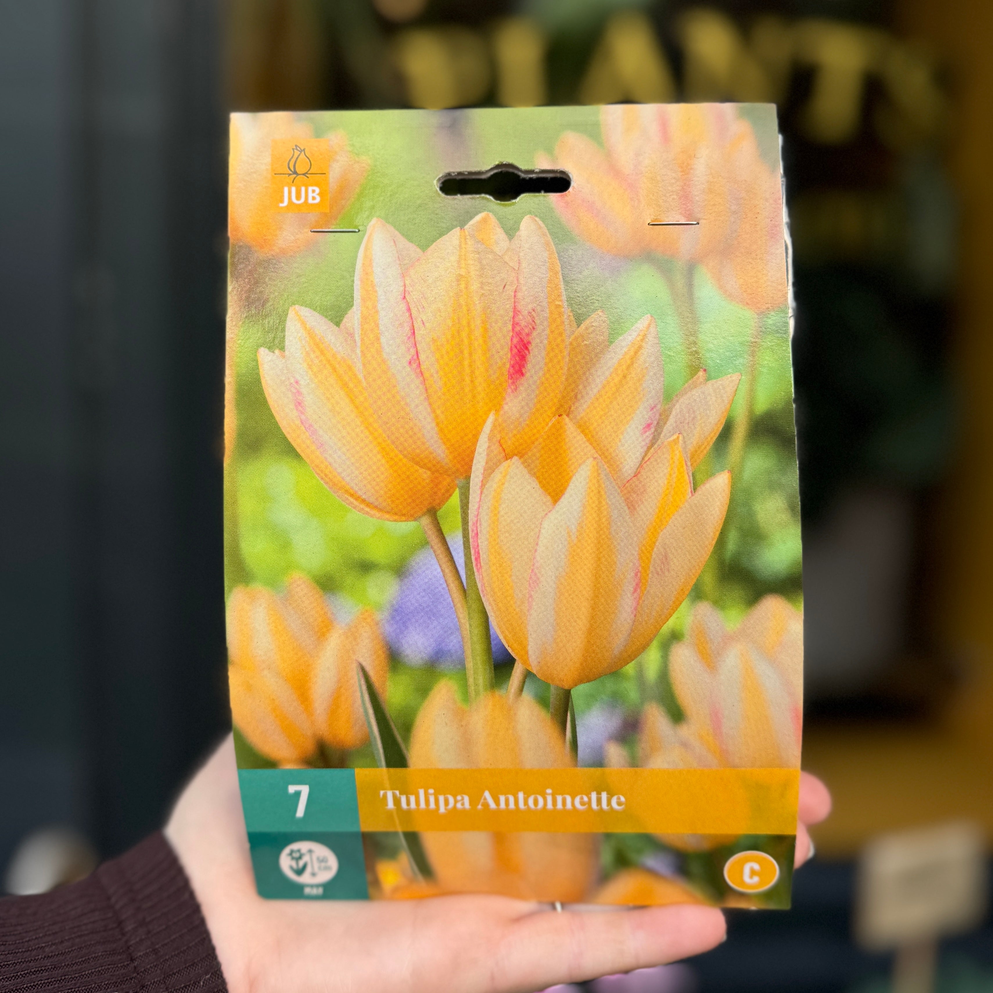 Tulip Bulbs for Autumn Planting